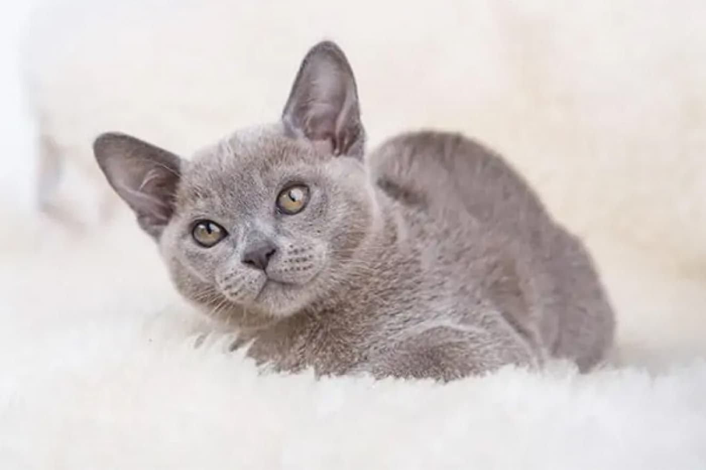 Burmese Kedisi Özellikleri, Bakımı, Beslenmesi ve Eğitimi - Burmese Kedisi Tarihçesi Burmese kedisi, kökeni Güneydoğu Asya’ya, özellikle Burma’ya (günümüz Myanmar) dayanan, oldukça eski bir kedi ırkıdır. Bu ırkın atalarının, bölgedeki Budist tapınaklarında kutsal kabul edildiği ve uzun yıllar rahipler tarafından beslendiği rivayet edilir. 1930’larda, Dr. Joseph Thompson isimli bir Amerikalı doktor, Burma’dan Amerika’ya koyu kahverengi tüyleriyle dikkat çeken bir dişi kedi getirerek bu