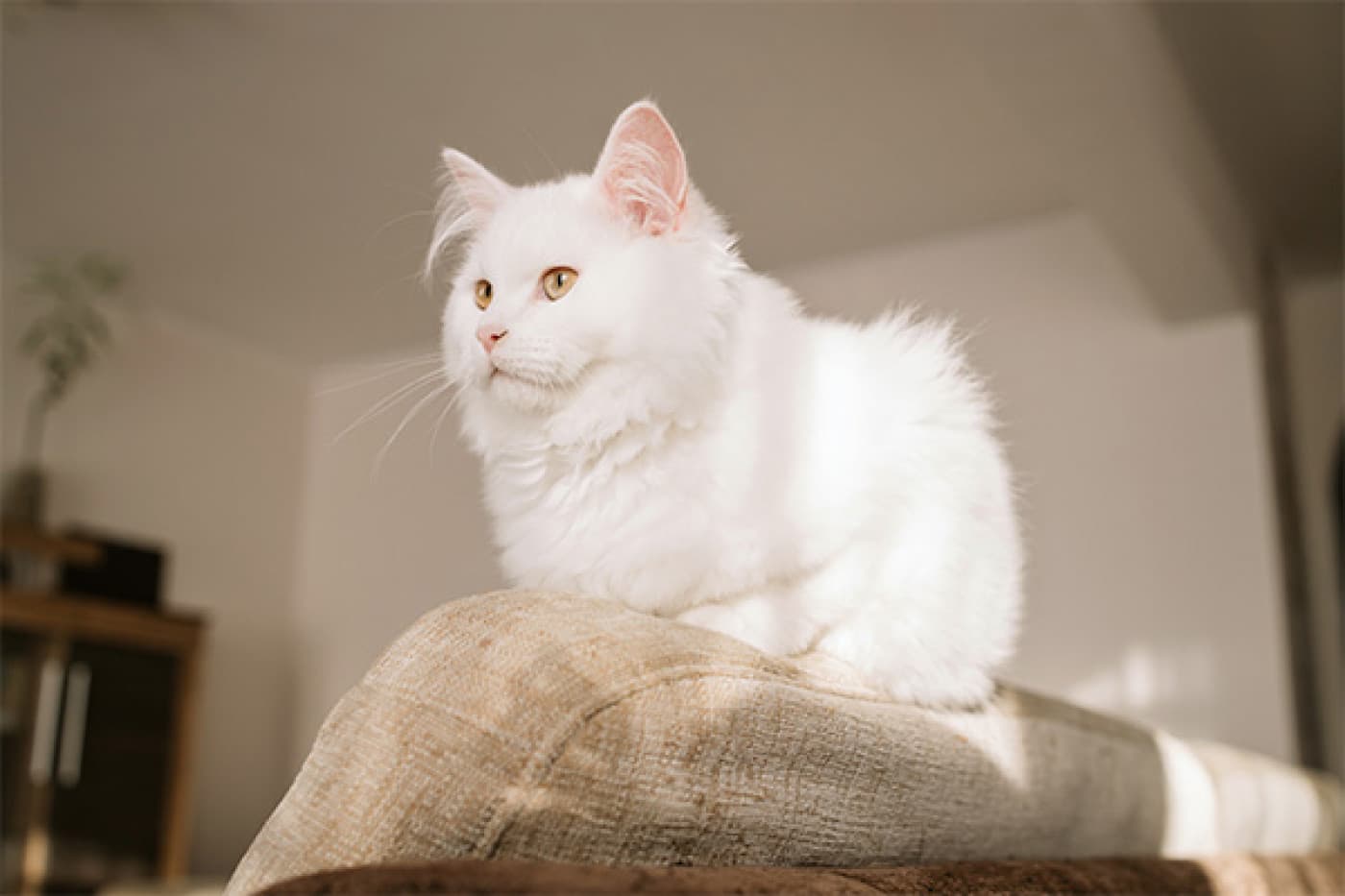 Turkish Angora (Ankara Kedisi) Özellikleri, Bakımı, Beslenmesi ve Eğitimi - Turkish Angora (Ankara Kedisi) Tarihçesi Turkish Angora, diğer adıyla Ankara kedisi, kökeni Türkiye’ye dayanan ve dünya genelinde en eski doğal kedi ırklarından biri olarak kabul edilen zarif bir kedidir. İsminden de anlaşılacağı gibi, bu kedinin kökeni Ankara (eski adıyla Angora) şehrine dayanmaktadır. Angora kedisi, Osmanlı döneminde saraylarda beslenmiş ve uzun yıllar seçkin bir ırk olarak