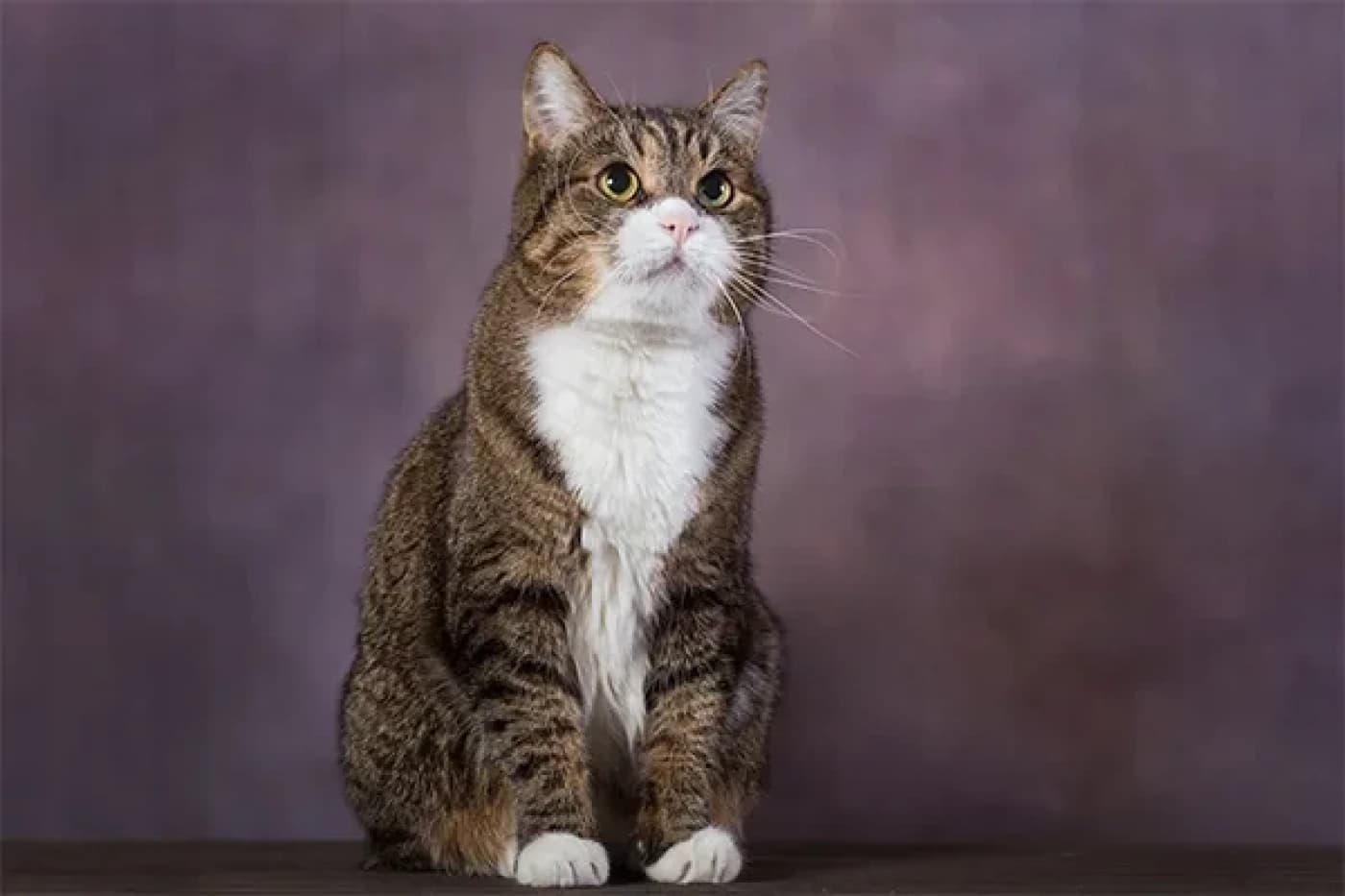 Amerikan Bobtail Kedisi Özellikleri, Bakımı, Beslenmesi ve Eğitimi - Amerikan Bobtail, kısa ve kıvrık kuyruğu ile tanınan, güçlü ve kaslı yapıya sahip bir kedi ırkıdır. Bu kediler, vahşi görünümleri ile dikkat çekerken aynı zamanda sevecen ve arkadaş canlısı doğaları ile de bilinirler. Özellikle enerjik ve zeki olmaları ile evde keyifli bir arkadaş olurlar. Amerikan Bobtail Kedisi Karakter özellikleri: Amerikan Bobtail kedileri son derece sosyal,