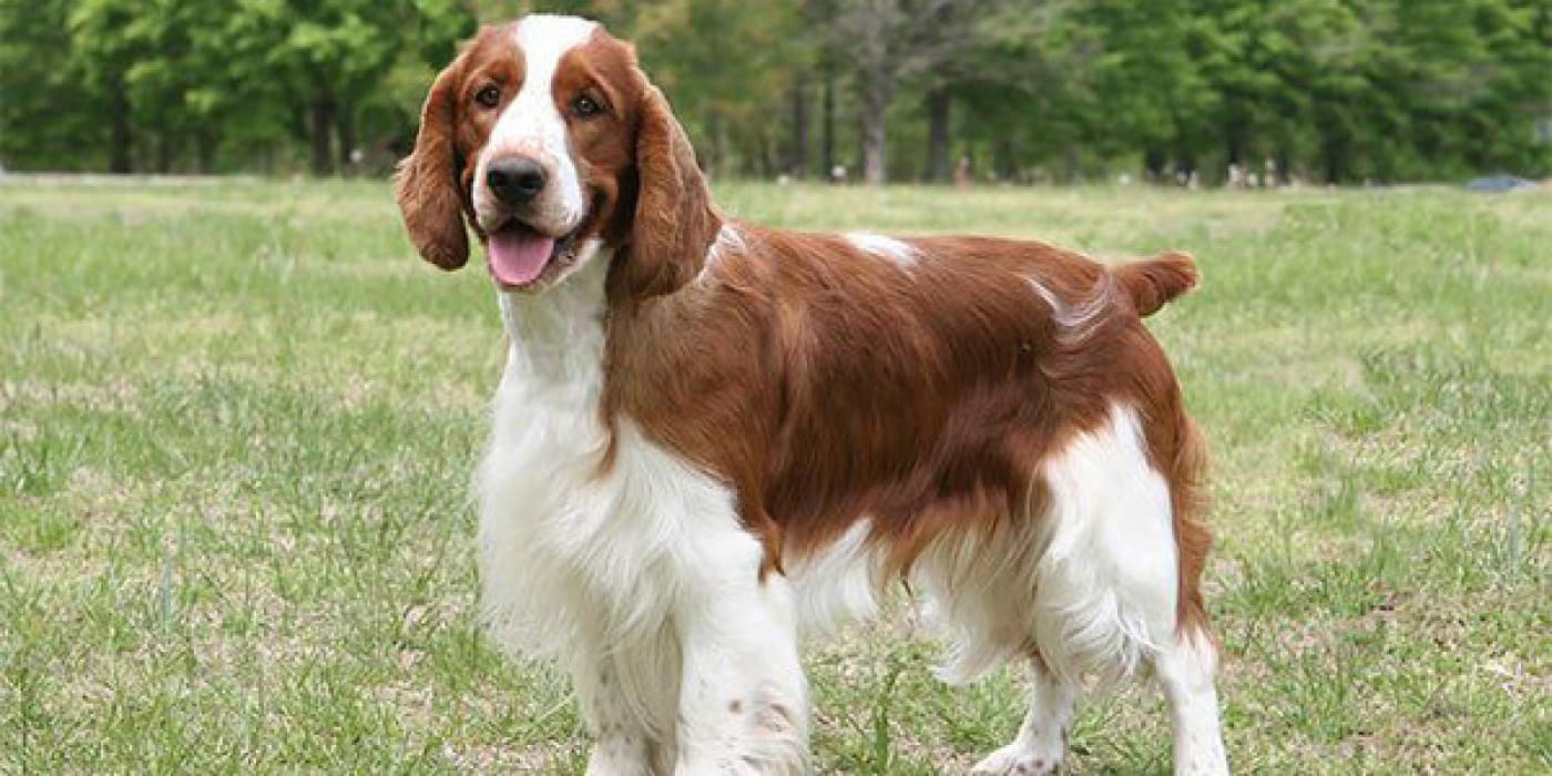 İngiliz Springer Spaniel Özellikleri, Bakımı, Beslenmesi ve Eğitimi - Yeni bir evcil hayvan beslemeye başlamadan önce bilmemiz gereken bazı şeyler var. Özellikle köpek beslemek isteyenler için! Köpekler fiziksel ve karakteristik özelliklerine göre belli başlı ırklara ayrılırlar. Evcil hayvan beslemeye başlamadan önce yarattığınız ortamın hangi ırk türlerine daha uygun olduğunu bilip buna uygun bir ırk sahiplenmek, evcil hayvan beslerken oluşabilecek problemlerin önüne geçebilir. Söz gelimi