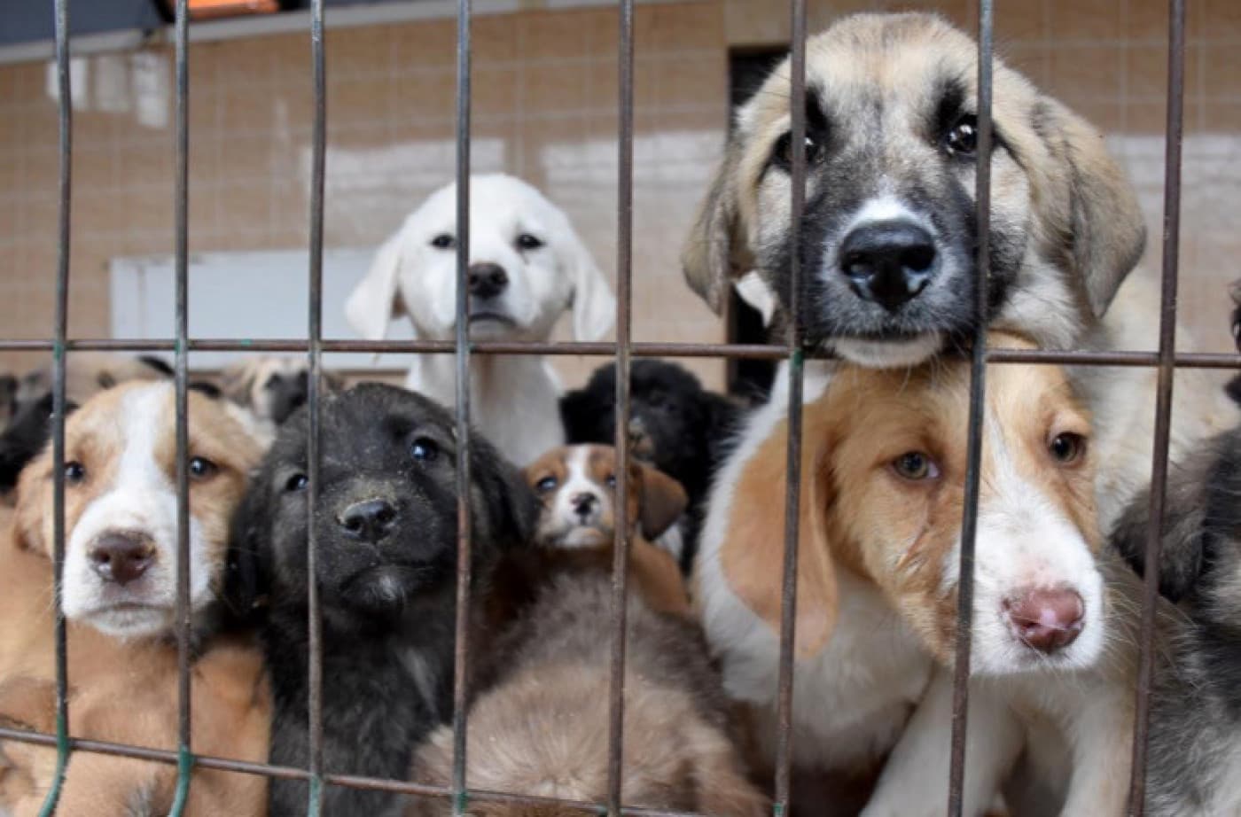 Barınaklardaki Patili Dostlarımız İçin: Mercy! - Barınaklardaki Patili Dostlarımız İçin: Mercy! MamaPlus ailesi olarak, barınak ve hayvan bakım evlerindeki kedi ve köpek dostlarımız için kolay bir şekilde bağış yapabilmeniz adına, web sitemiz içerisinde “Barınak Listesi” oluşturarak sitemize ekledik. Barınaklardaki kedi ve köpek dostlarımızı düşünerek ürettiğimiz ekonomik ve sağlıklı yeni markamız “Mercy”den sipariş verebilir, listeden istediğiniz herhangi bir kurumu seçebilirsiniz. Üstelik kargo