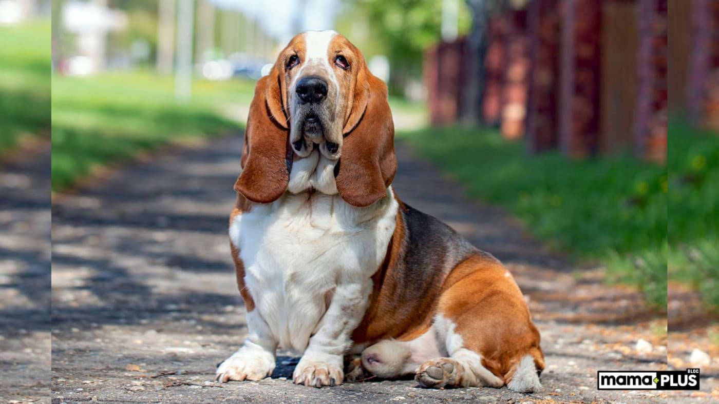 Basset Hound Köpek Irkı Özellikleri, Bakımı, Beslenmesi ve Eğitimi - Basset Hound, uzun kulakları, kısa bacakları ve sakin kişiliğiyle tanınan sevimli ve dost canlısı bir köpek ırkıdır. Bu ırk, iz sürme yetenekleriyle tanınır ve aynı zamanda aile dostu bir evcil hayvan olarak bilinir. İşte Basset Hound köpek ırkı hakkında daha fazla bilgi: Basset Hound Köpek Irkı Kökeni ve Tarihçesi Basset Hound, Fransa’da 16. yüzyılda, bazı
