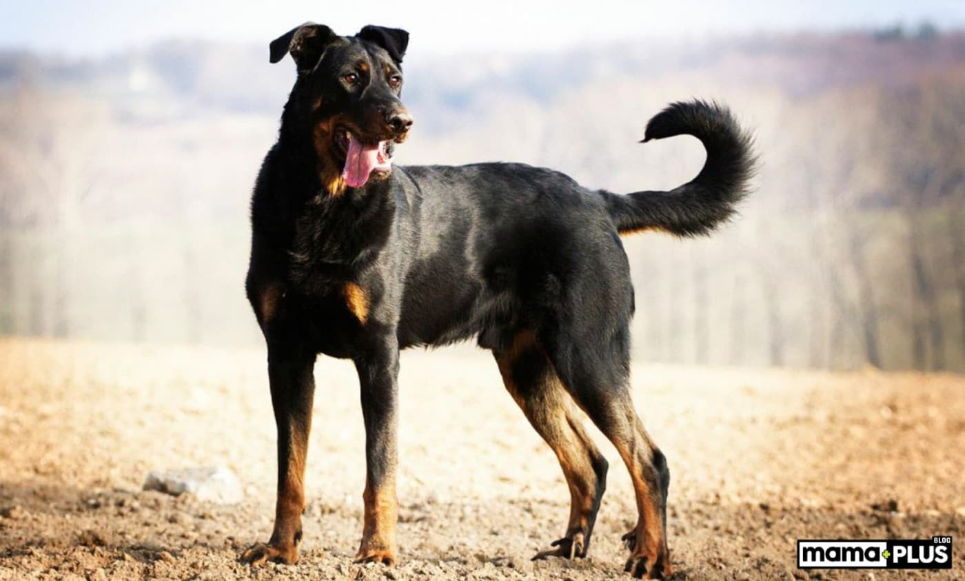 Beauceron Köpek Irkı Özellikleri, Bakımı, Beslenmesi ve Eğitimi - Beauceron köpek ırkı, zarif ve güçlü yapısıyla dikkat çeken, sadık ve çalışkan bir köpek türüdür. Fransa kökenli olan bu köpekler, hem fiziksel hem de zihinsel açıdan oldukça etkileyicidir. Çoban köpeği olarak bilinen Beauceron, güçlü karakteri ve çok yönlü yetenekleriyle öne çıkar. Bu yazıda, Beauceron’un tüm özelliklerini, bakım ihtiyaçlarını ve sağlık durumunu ayrıntılı olarak inceleyeceğiz. Beauceron’un