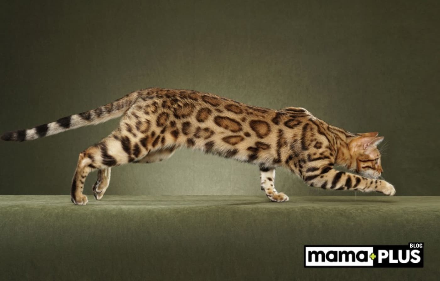 Bengal Kedileri Tüy Döker mi? - Bengal kedileri, etkileyici görünümleri ve enerjik doğalarıyla son yıllarda evcil hayvan severlerin gözdesi haline gelmiştir. Ancak bu güzel kedilerin potansiyel sahipleri tarafından en sık sorulan sorulardan biri şudur: “Bengal kedileri tüy döker mi?” Bu yazımızda, Bengal kedilerinin tüy dökme alışkanlıklarını, buna etki eden faktörleri ve bu durumu nasıl kontrol altına alabileceğinizi ele alıyoruz. Bengal