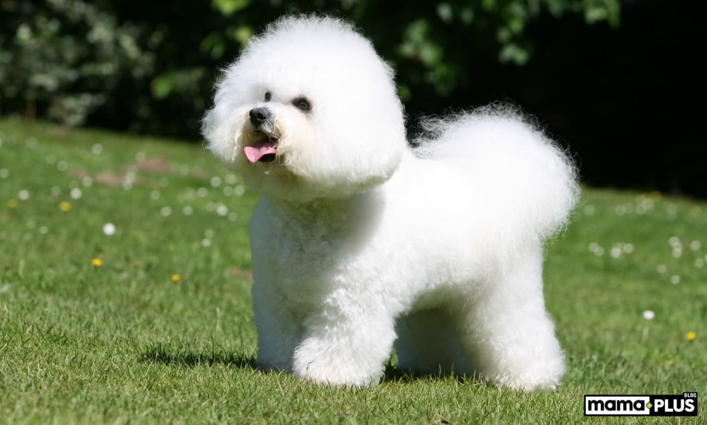 Bichon Frise Köpek Irkı Özellikleri, Bakımı, Beslenmesi ve Eğitimi - Bembeyaz, kabarık tüyleriyle adeta bir pamuk topuna benzeyen Bichon Frise, tatlılığı ve neşesiyle herkesin kalbini çalan bir köpek ırkıdır. Sevecen tavırları, oyunsever yapıları ve insanlarla kurdukları güçlü bağ sayesinde mükemmel bir aile köpeğidir. Eğer hayatınıza bir Bichon Frise katmayı düşünüyorsanız veya zaten bu tatlı dostlardan birine sahipseniz, onu daha iyi tanımak için doğru yerdesiniz! Bichon