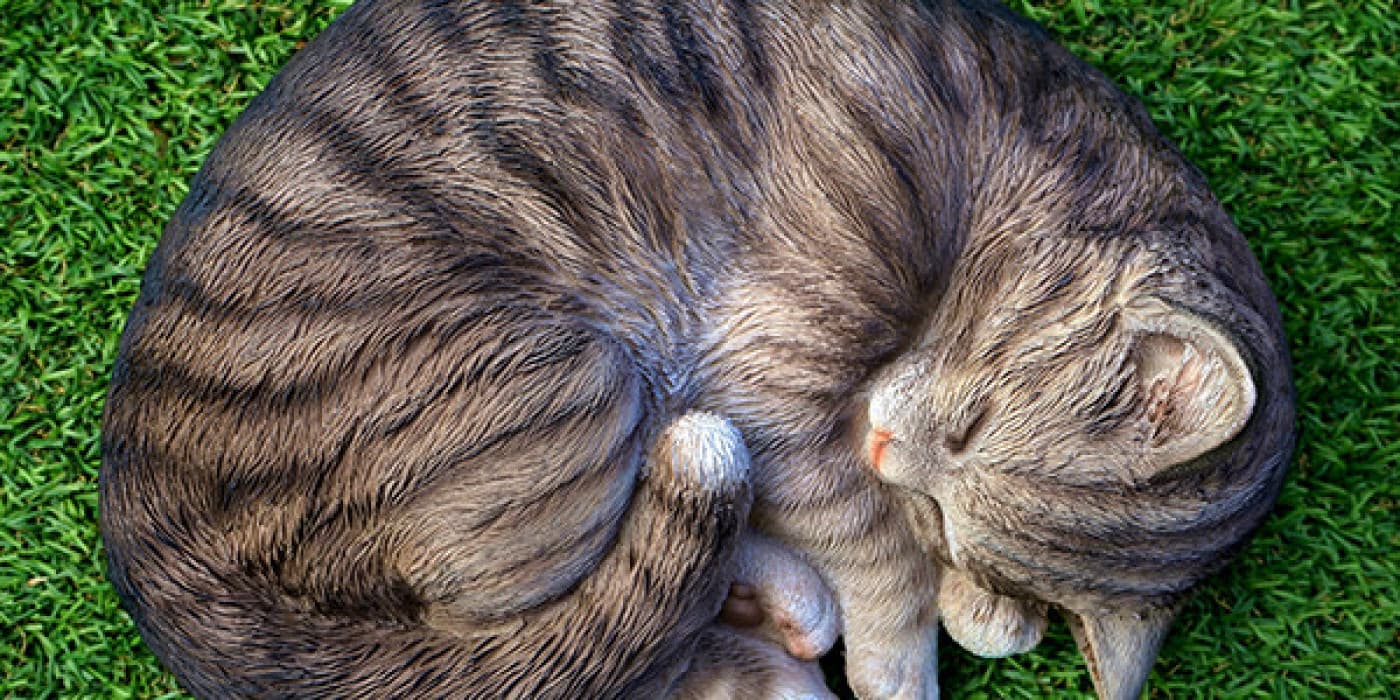 Bir Kedinin Miyavlamamasının Nedenleri - Çoğu kedi sahibi, kedilerinin mırıldanma sesinin tadını çıkarır. Kediniz gerçekten konuşmuyorsa, normal bir kedi davranışı olabilir, ancak daha ciddi bir şey olduğuna dair işaretler arayın. Bir Kedinin Sessiz Olması Doğal mı? Normalde sesli bir kedi uzun süre aniden sessizleşirse, bazı endişeler garanti edilebilir. Özellikle evcil hayvanınız uyuşuk veya depresif görünüyorsa, veteriner ziyareti iyi bir fikirdir.