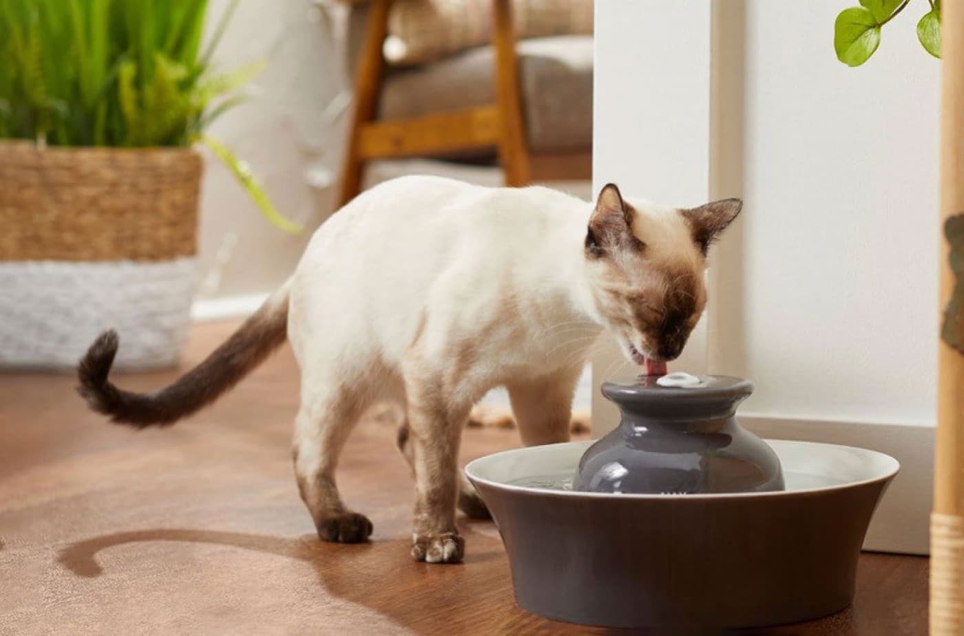 Bir Kedinin Ne Kadar Su İçmesi Gerekir? - Bir Kedinin Ne Kadar Su İçmesi Gerekir? Bu sorunun kesin bir cevabı yok. Su, tüm canlılar gibi kediler için de hayati vücut fonksiyonlarını sürdürmek için gereklidir. Yeterince su içmezlerse dehidrasyondan muzdarip olabilir ve böbrek sorunlarına neden olabilir. Toksinleri böbreklerden atmak için yeterli su alımı gereklidir. Kediler ayrıca çok fazla su içtiklerinde sağlık sorunları yaşayabilir ve