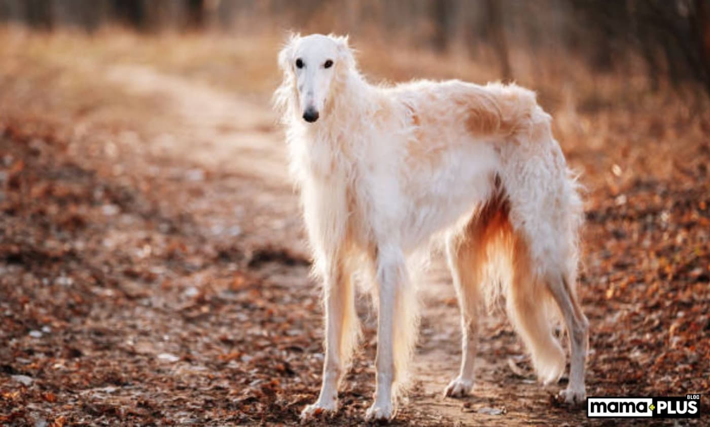 Borzoi (Rus Greyhound) Köpek Irkı Özellikleri, Bakımı, Beslenmesi ve Eğitimi - Rus Kurt Köpeği olarak da bilinen Borzoi, tazı grubunun bir üyesidir. Bu eski ve asil köpek, uzun, ince vücudu ve belirgin şekilli kafasıyla güç ve çeviklik yayar. Büyük, etkileyici gözleri ve keskin farkındalığı ile Borzoi Tazısı her zaman tetikte ve harekete hazırdır. Borzoiler, en oyuncu köpekler değildir ancak iyi bir yürüyüş veya koşudan hoşlanırlar. Orta