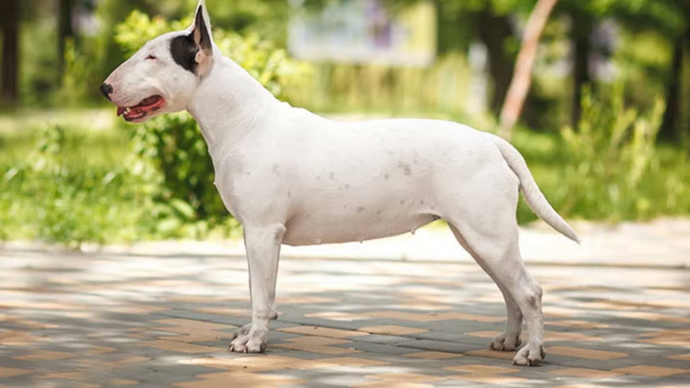 Bull Terrier Köpek Irkı Özellikleri, Bakımı, Beslenmesi ve Eğitimi - Bull Terrier, sağlam ve komik bir köpektir. Küçük, dik, sivri kulakları ve üçgen gözleri ile karakteristik yumurta şeklinde bir kafası vardır. Beyaz ya da brindle, siyah brindle ve beyaz, brindle ve beyaz, kırmızı ve beyaz, siyah brindle ve beyaz, beyaz ve brindle, beyaz ve kırmızı, beyaz siyah ve brindle, siyah brindle ve beyaz ve siyah
