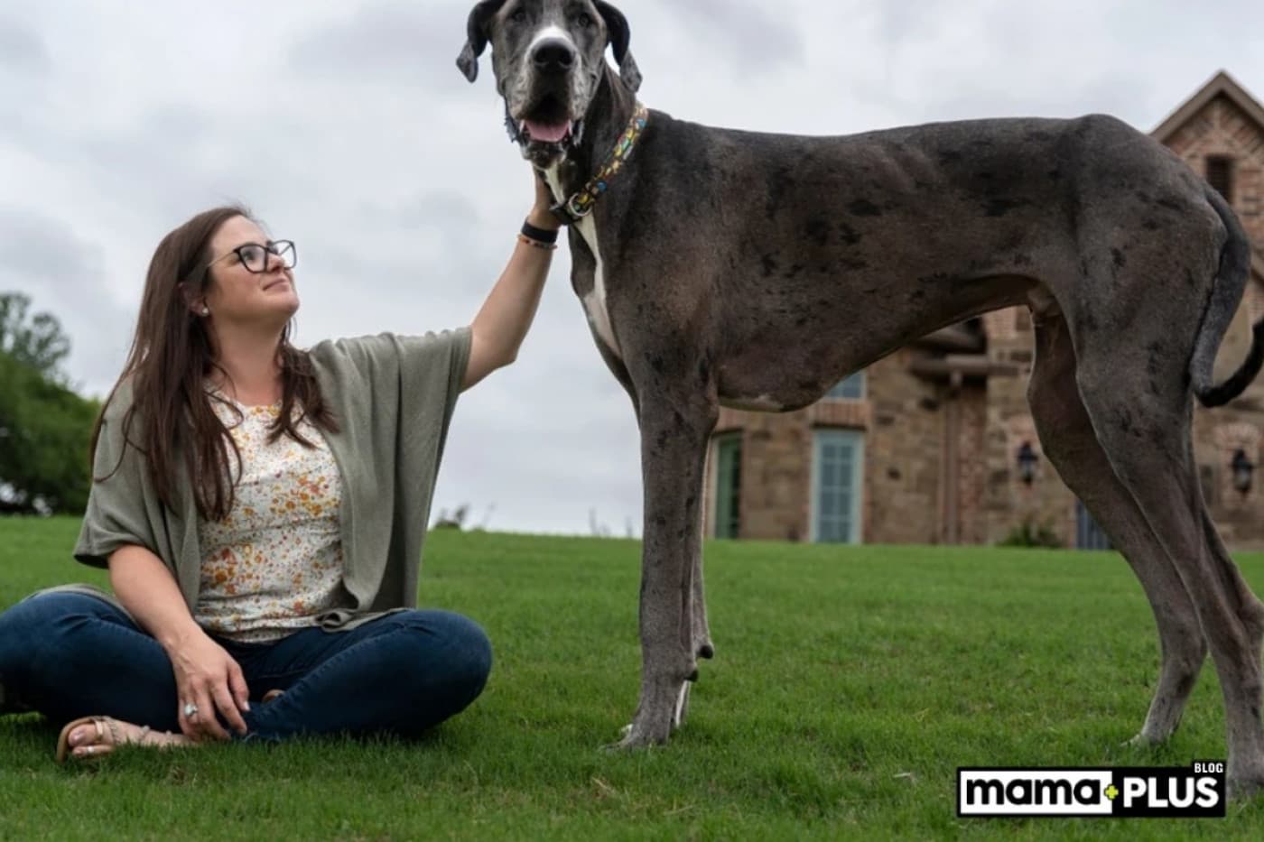 Büyük Köpek Irkları İçin Mama Tavsiyesi - Kocaman kalpler, güçlü bedenler… Büyük köpek ırkları sadece fiziksel yapılarıyla değil, aynı zamanda duygusal zekâları ve sahiplerine duydukları sadakatle de dikkat çeker. Ancak bu dostlarımızın büyüklüğü, onların ihtiyaçlarının da farklı olduğunu gösterir. Özellikle beslenme konusunda büyük ırklar için seçilecek mamanın, gelişimlerini destekleyecek, eklem sağlığını koruyacak ve ideal kilolarını dengeleyecek yapıda olması son derece önemlidir. Bu