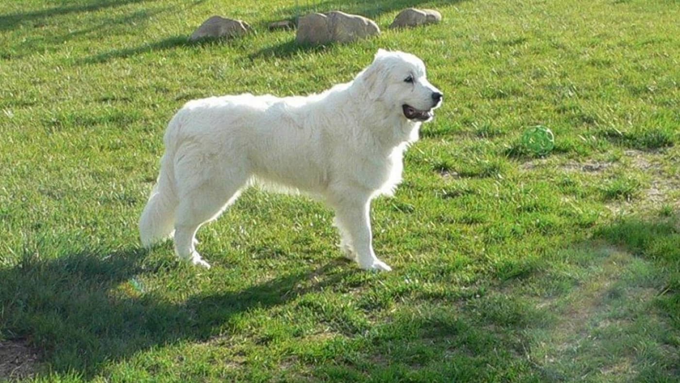 Büyük Pirene (Great Pyrenees) Köpek Irkı Özellikleri, Bakımı, Beslenmesi ve Eğitimi - Büyük Pirene (Great Pyrenees) Köpek Irkı Büyük Pirene, asil duruşu, sabırlı doğası ve koruyucu karakteriyle tanınan bir köpek ırkıdır. İlk olarak Avrupa’nın dağlık bölgelerinde yetiştirilen bu ırk, çiftlik hayvanlarını koruma görevinde uzmanlaşmıştır. Aile dostu doğası, sadakati ve zarif görünümleri nedeniyle günümüzde hem koruma köpeği hem de ev arkadaşı olarak tercih edilmektedir. Büyük Pirene (Great Pyrenees)