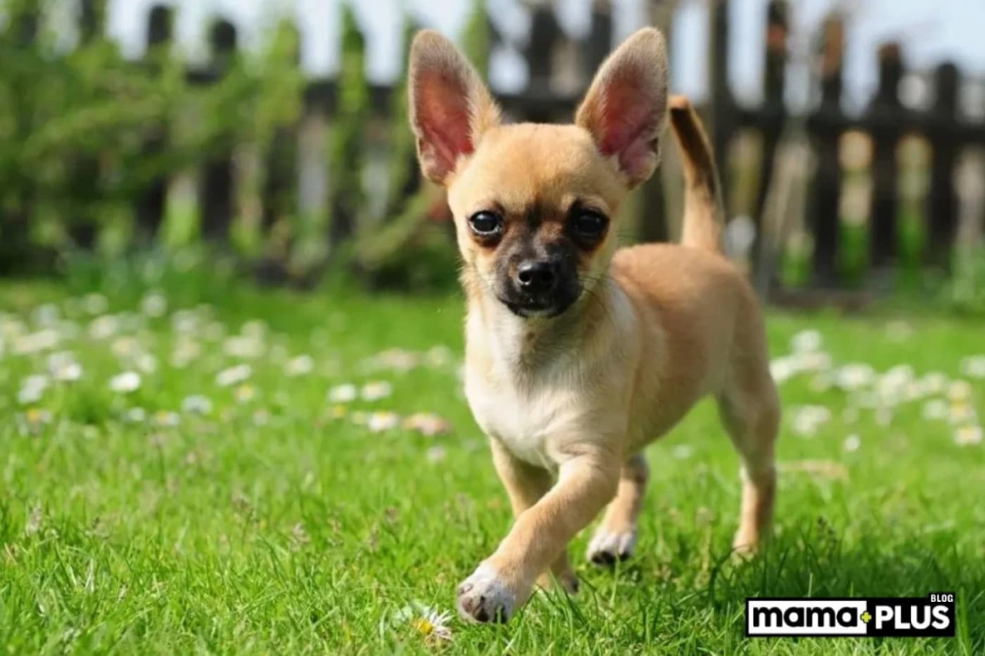 Büyümeyen Köpek Irkları İçin Mama Tavsiyesi - Küçük dostlar, büyük sorumluluklar… Özellikle büyümeyen köpek ırkları söz konusuysa, onların hem fiziksel ihtiyaçlarını hem de duygusal hassasiyetlerini iyi anlamak gerekir. Pomeranian, Chihuahua, Yorkshire Terrier gibi minyatür ırklar sadece sevimlilikleriyle değil, aynı zamanda kendilerine has beslenme ihtiyaçlarıyla da öne çıkar. Bu yazıda, bu özel ırkların beslenme alışkanlıklarını ele alacak ve onların sağlıklı, uzun bir yaşam