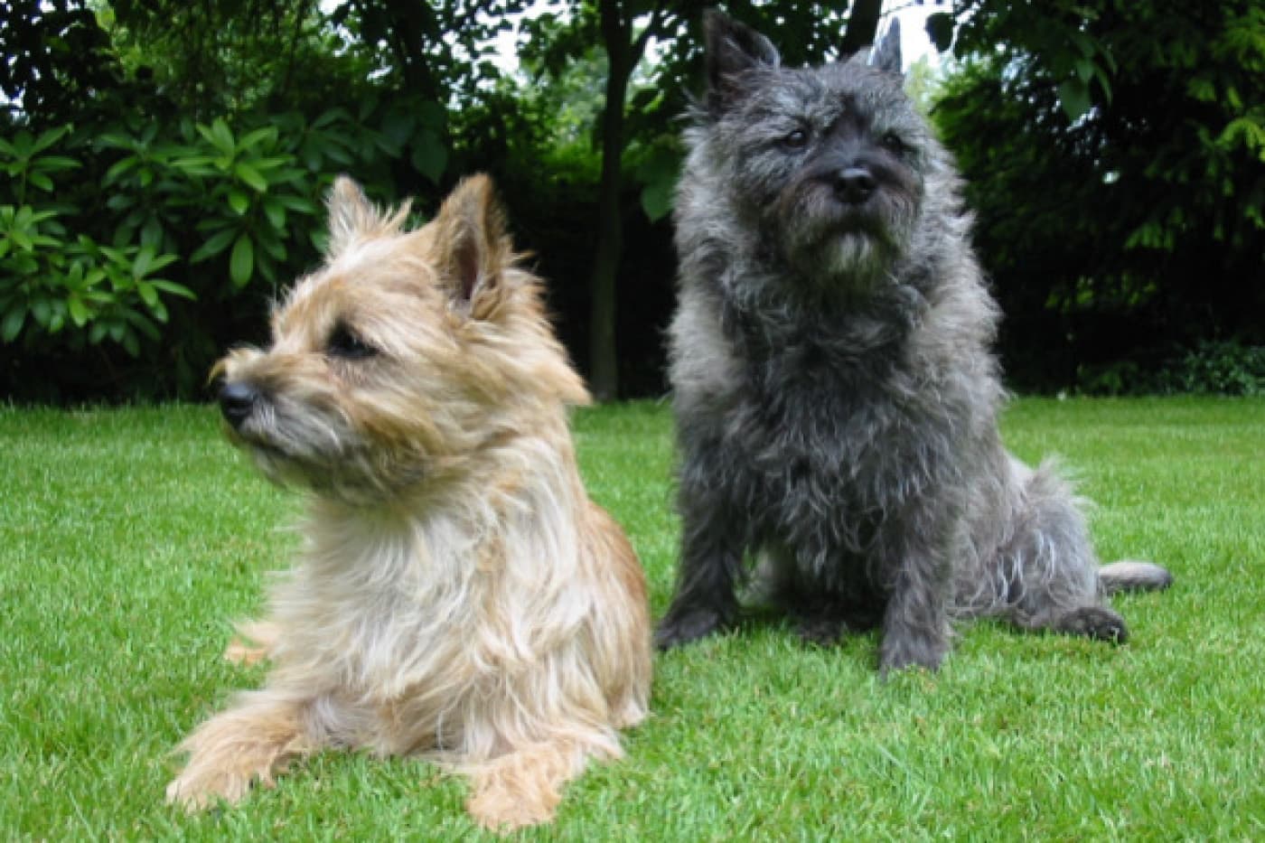 Cairn Terrier Özellikleri, Bakımı, Beslenmesi ve Eğitimi - Cairn Terrier, İskoçyadaki Skye Adası’nda geliştirilmiş küçük bir çalışan teriyerdir. Çiftçiler, bu köpekleri mülklerini haşarattan temizlemek için kullanırlardı ve cesaretli, azimli ve zeki bir köpeğe ihtiyaçları vardı. Bu özellikler, bugün hala Cairn’lerde bulunmaktadır. Cairn Terrierler, aile arkadaşı olarak mükemmel olan duyarlı, bağımsız ve arkadaş canlısı köpeklerdir. Kompakt ve sevecen olan bu köpekler, hem acemi evcil