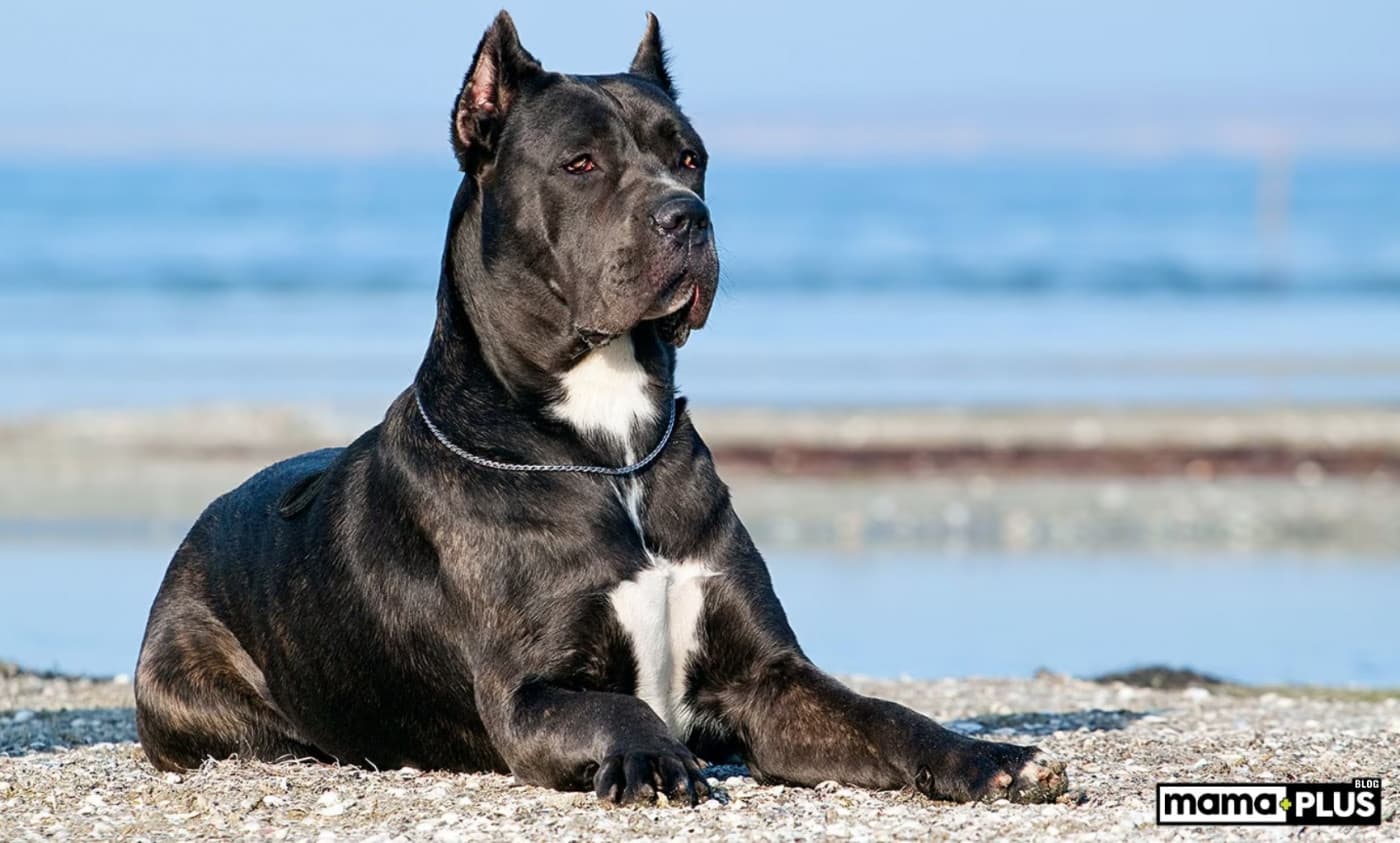 Cane Corso Köpek Irkı Özellikleri, Bakımı ve Beslenmesi - İtalyan Mastifi olarak da bilinen Cane Corso, aslen çiftliklerin ve çiftlik hayvanlarının koruyucusu olarak yetiştirilen büyük bir işçi köpeğidir. Bu güçlü köpekler, sadık ve koruyucu bir doğaya sahiptir. Bununla birlikte, heybetli yapıları ve geçmişte köpek dövüşü ile ilişkilendirilmeleri, ne yazık ki mizaçları hakkında yanlış anlamalara yol açmıştır. Gerçekte, bir Cane Corso köpeği aileleriyle güçlü bağlar