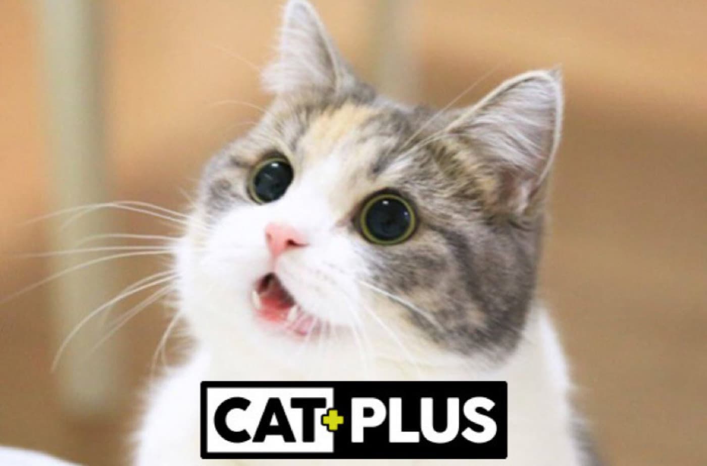 CatPlus İle Kediniz Sağlıklı Bir Ömür Yaşar - CatPlus İle Kediniz Sağlıklı Bir Ömür Yaşar Kediler hayatımızın bir parçası. Onları evimize, hayatımıza sokuyoruz ve aile oluyoruz. Ailemiz olan kedilerin doğru şekilde beslenmesi bizim görevimiz. Bu sebeple onlara en kaliteli ve sağlıklı şekilde bakmalıyız. Kediler, yedikleri mamaların kalitesine, lezzetine, temizliğine çok önem verirler. Bilindiği gibi kediler titiz varlıklardır. Her mamayı yemezler, kokusuna bakarlar, seçicilerdir.
