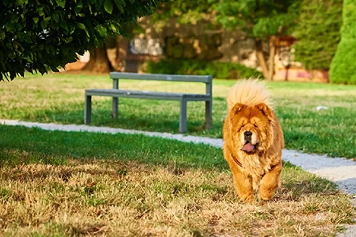 Çin Aslanı Chow-Chow Köpeği Özellikleri, Bakımı, Beslenmesi ve Eğitimi - Çin Aslanı, kökeni itibariyle eski Çin kültürünün bir parçası olan ve uzun bir geçmişe sahip olan bir köpek ırkıdır. Asil görünümleri ve bağımsız kişilikleriyle dikkat çeken ChowChow’lar, sahiplerine sadık ve sevgi dolu arkadaşlar olabilirler. Ancak, bu ırkın özelliklerini anlamak ve uyum sağlamak önemlidir. 1. Bağımsızlık: ChowChow’lar genellikle bağımsız bir doğaya sahiptirler. Kendi kararlarını vermeyi tercih ederler