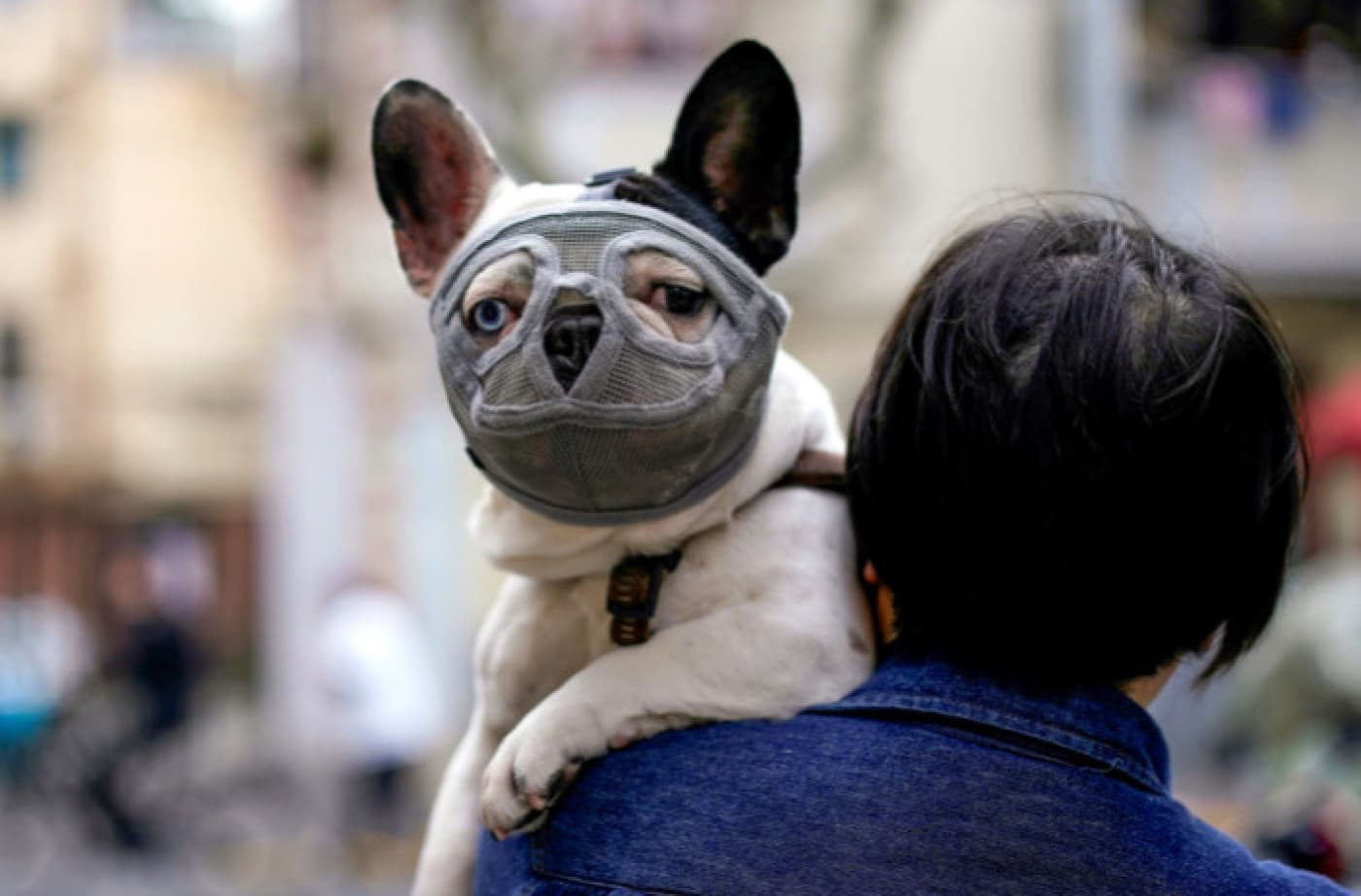 Corona Virüs Kedi Ve Köpekleri Etkiler Mi? - Corona Virüs Kedi Ve Köpekleri Etkiler Mi? Ülkemizi ve dünyayı son zamanlarda etkisi altına almış olan Corona virüsün hayvanlara bulaşıp bulaşmadığı çok fazla merak ediliyor. Sıkça karşımıza çıkan bu sorunun cevabı her yerde konuşuluyor. Geçtiğimiz günlerde köpeklere COVID-19 bulaştığına dair haberler çıktı ancak kesin olarak bir açıklama yapılmamıştı. Yapılan araştırmalar sonucunda kedi ve köpekler, bu