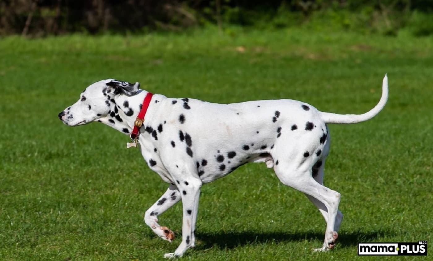 Dalmaçyalı (Dalmatian) Köpek Irkı Özellikleri, Bakımı, Beslenmesi ve Eğitimi - Dalmaçyalı (Dalmatian) Köpek Irkı: Özellikler ve Bakımı Dalmaçyalı köpekler, eşsiz benekli kürkleri ve zarif görünümleriyle dünyaca tanınan bir ırktır. Bu köpekler, sadece fiziksel çekicilikleriyle değil, aynı zamanda enerjik ve neşeli doğalarıyla da dikkat çeker. Dalmaçyalıların tarihinden bakımlarına kadar her detayı öğrenmek, bu ırkı daha iyi anlamanızı sağlayacaktır. İşte Dalmaçyalı köpek ırkının detaylı bir incelemesi: Tarihçesi