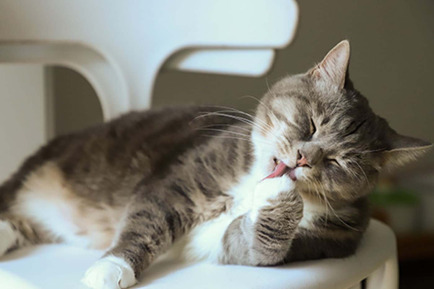 En Sık Görülen Kedi Hastalıkları - En Sık Görülen Kedi Hastalıkları Kediler evlerimizde en sevdiğimiz evcil hayvanlardan biridir. Ancak, zaman zaman sağlık sorunları yaşayabilirler. Bu nedenle, bu blog yazısında en sık görülen kedi hastalıklarını inceleyeceğiz. İdrar Yolu Enfeksiyonları: Kedilerde idrar yolu enfeksiyonları oldukça sık görülen bir sorundur. Belirtileri arasında sık idrara çıkma, idrarda kan görülmesi ve zorlu idrara çıkma yer alır. Tedavi