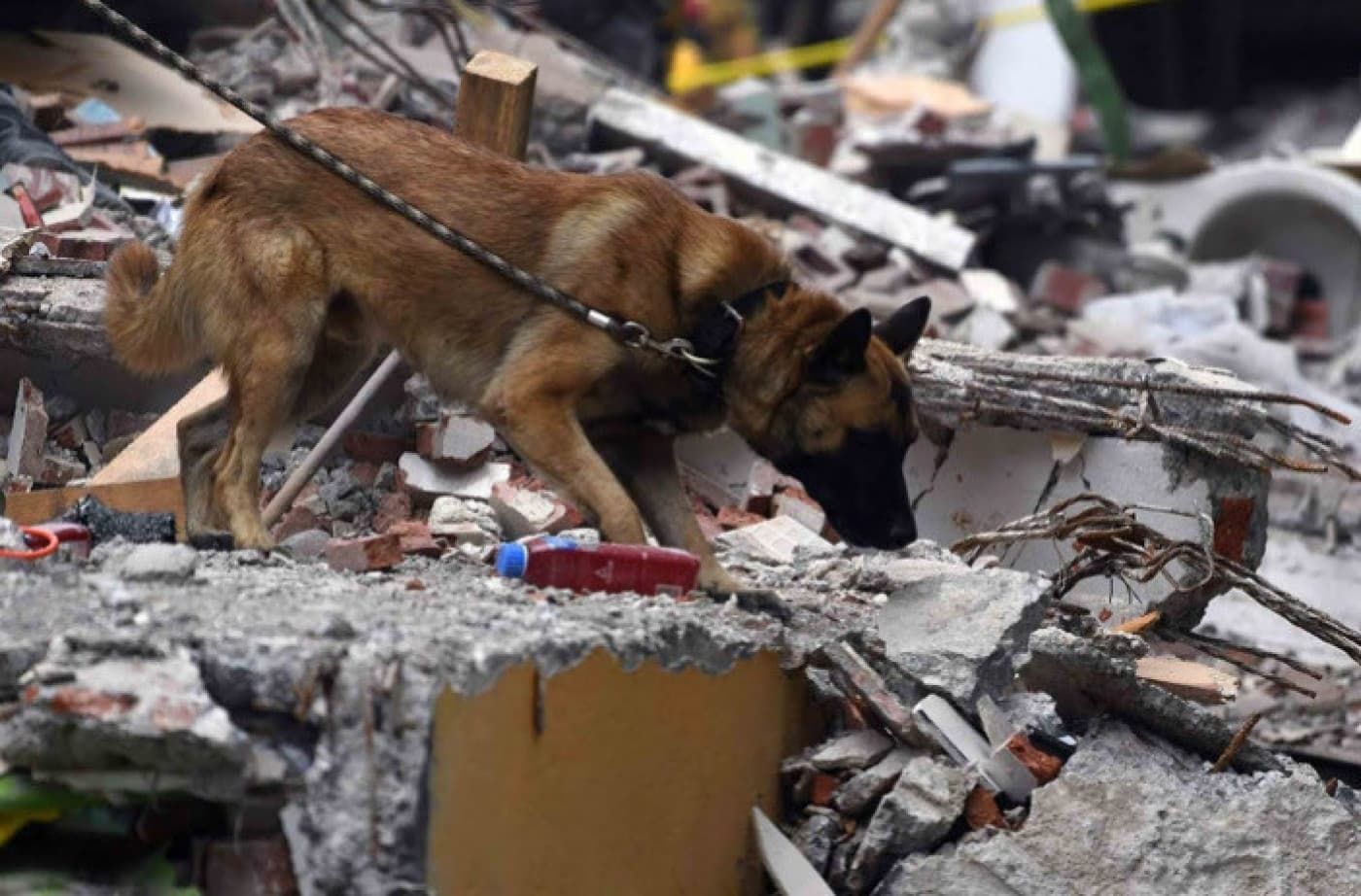 Evcil Hayvanınızı Doğal Afetlere Hazırlamanın 8 Yolu - Evcil Hayvanınızı Doğal Afetlere Hazırlamanın 8 Yolu Doğal afetler, kontrol edilemeyecek ya da yönetilemeyecek şeylerdir. Yapabileceğiniz tek şey buna hazırlıklı olmak ve felaket sırasında ve sonrasında güvende kalmaktır. Dünya üzerindeki her yer, insanların elinde olmayan bazı gerçek endişelere sahiptir. Bir doğal afetin ne zaman meydana geleceği her zaman tahmin edilemez. Siz ve aileniz, evcil hayvanınız