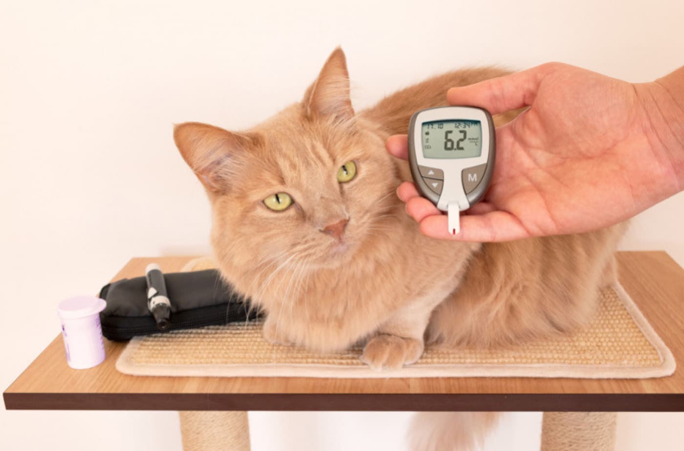 Evcil Hayvanınızın Kan Şekerini Normalleştirmeye Yardımcı Olabilecek 7 Bitki - Evcil Hayvanınızın Kan Şekerini Normalleştirmeye Yardımcı Olabilecek 7 Bitki Kan şekerini düzenlemek kadar basit bir şey, evcil hayvanınızın uzun vadeli sağlığı üzerinde büyük bir etkiye sahip olabilir. Bu faydalı bitkilerle evcil hayvanınızın kan şekerini sağlıklı bir seviyede tutun: Karahindiba kökü: Karahindiba, evcil hayvanınızın doğal insülin üretimini destekleme potansiyeline sahiptir. Pankreas, insülin üretir ve karahindibanın pankreas fonksiyonunu