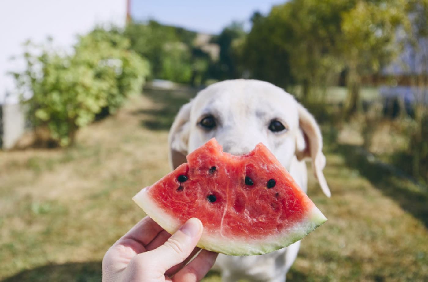 Evcil Hayvanlar İçin Süper Yiyecekler! Bu Besinler Tüylü Dostlarımıza Nasıl Fayda Sağlar? - Evcil Hayvanlar İçin Süper Yiyecekler! Bu Besinler Tüylü Dostlarımıza Nasıl Fayda Sağlar? Evcil hayvanlar, her gün aynı mamayı yemekten sıkılırlar. Besleyici bir ticari mama seçseniz bile kedi ve köpekler, meyve ve sebzeleri yemekten fayda sağlayabilir. İşte sağlıklı bir evcil hayvan beslenmesine nasıl katkıda bulundukları ile birlikte en faydalı yiyecekler: Somon balığı: Somon, kedi veya köpeğinizi besleyebileceğiniz en