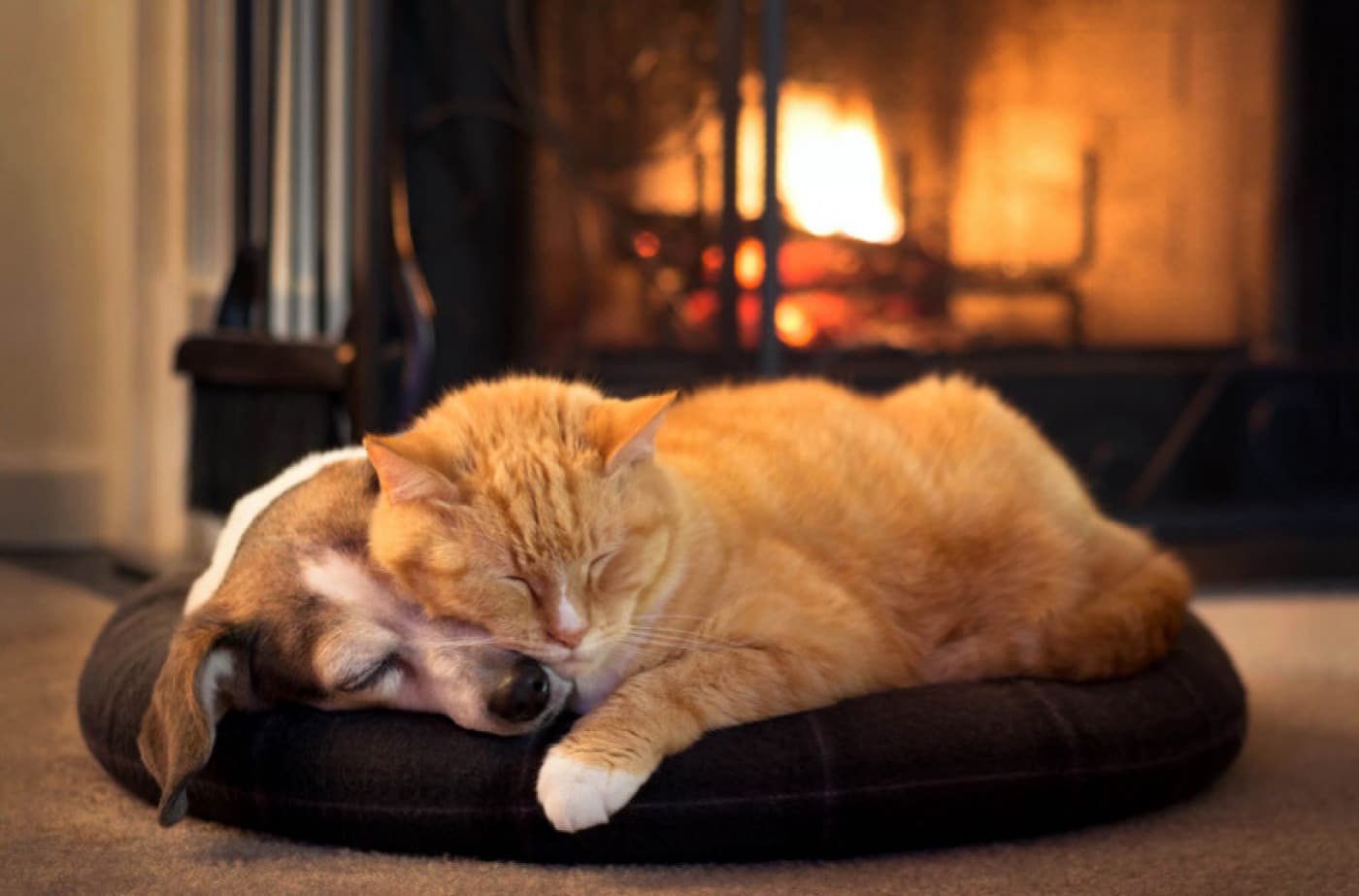 Evcil Hayvanlar Mevsimsel Depresyon Yaşayabilir Mi? - Evcil Hayvanlar Mevsimsel Depresyon Yaşayabilir Mi? Kış hüznü, insanları etkilemeye başladığında evcil hayvan ebeveynleri genellikle “Evcil hayvanım da mevsimsel depresyon yaşayabilir mi?” diye sorar. Kısa cevap, belki. Evcil hayvanların da tıpkı insan dostları gibi mevsimsel depresyon yaşayıp yaşamadıkları henüz netlik kazanmadı. Ancak düşük enerji ve ruh hali değişiklikleri, kış aylarında daha yaygın olduğundan mevsimsel depresyon,