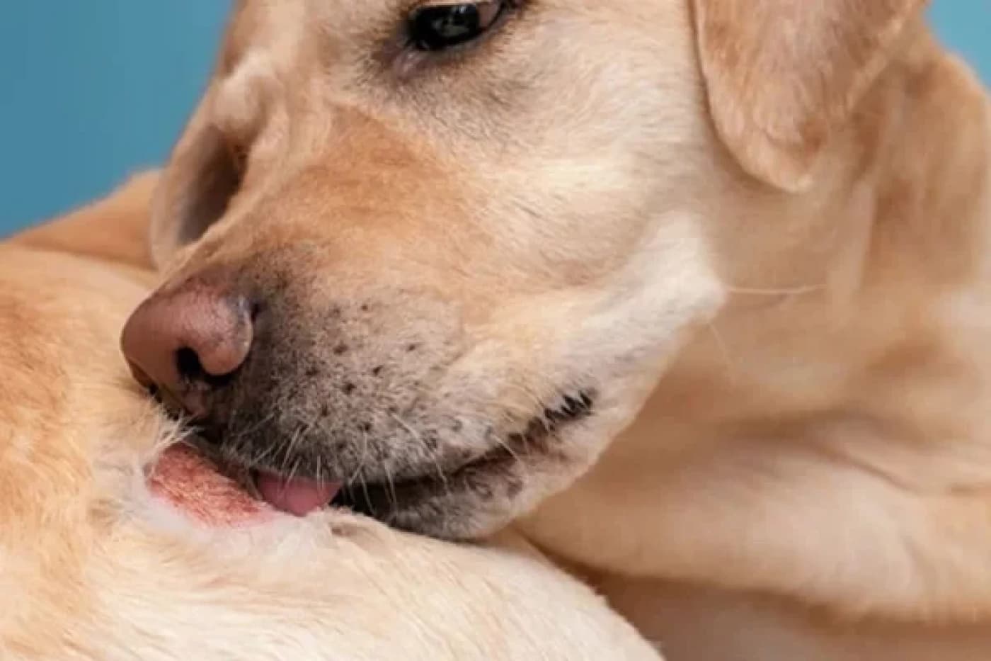 Evcil Hayvanlarda Görülen Risk Faktörleri - Evcil Hayvanlarda Görülen Risk Faktörleri Kanser, evcil hayvan ebeveynlerinin düşünmemeyi tercih ettiği korkutucu bir kelimedir. Kanser, ürkütücü bir konu olsa da evcil hayvanlarının kanser riskini araştıran sahipler, geleceğe daha iyi hazırlanabilir ve hayvanlarının genel sağlığını koruyabilir. Köpeklerde Kanser İçin Risk Faktörleri Genel olarak konuşursak köpekler, kedilere göre daha yüksek oranda kansere yakalanmaktadır. Bu, tüm köpek