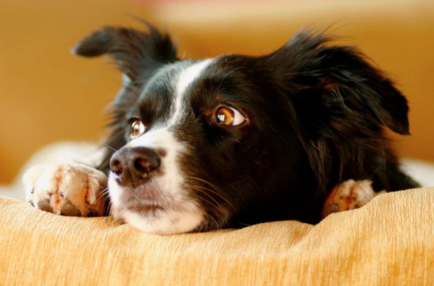 Evcil Hayvanların En Yaygın 10 Stres Kaynağı - Evcil Hayvanların En Yaygın 10 Stres Kaynağı Havai fişekler, en belirgin stres faktörü olsa da evcil hayvanların endişelenmesi gereken tek şey havai fişekler değildir. Günlük rutinlerindeki birçok değişiklik evcil hayvanlarda stres tepkisini tetikleyebilir. İşte evcil hayvanınızın ruh sağlığını etkileyebilecek en önemli 10 stres faktörü: Havai fişekler: Havai fişekler, en sakin evcil hayvanları bile ürkütebilir. Gökyüzü bir