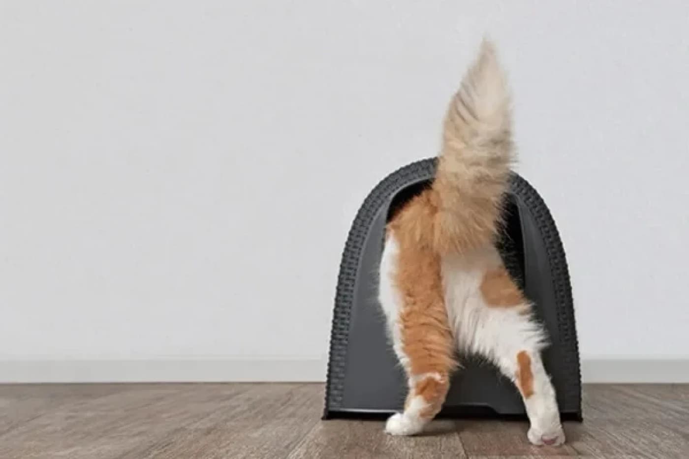 Evcil Hayvanınızın Üriner Sorunları Varsa Bilmeniz Gereken 4 Şey - Evcil Hayvanınızın Üriner Sorunları Varsa Bilmeniz Gereken 4 Şey Bir evcil hayvanın ilk kez idrar sorunu yaşaması oldukça korkutucu olabilir. Birdenbire zavallı tüylü dostunuz acı içinde bağırmaya ya da evin her yerine işemeye başlar. Bir şeylerin yanlış gittiğini biliyorsunuz ama ne olduğundan emin değilsiniz! Neyse ki veterineriniz sorunu hemen tespit edebilecek ve olası tedavi seçeneklerini