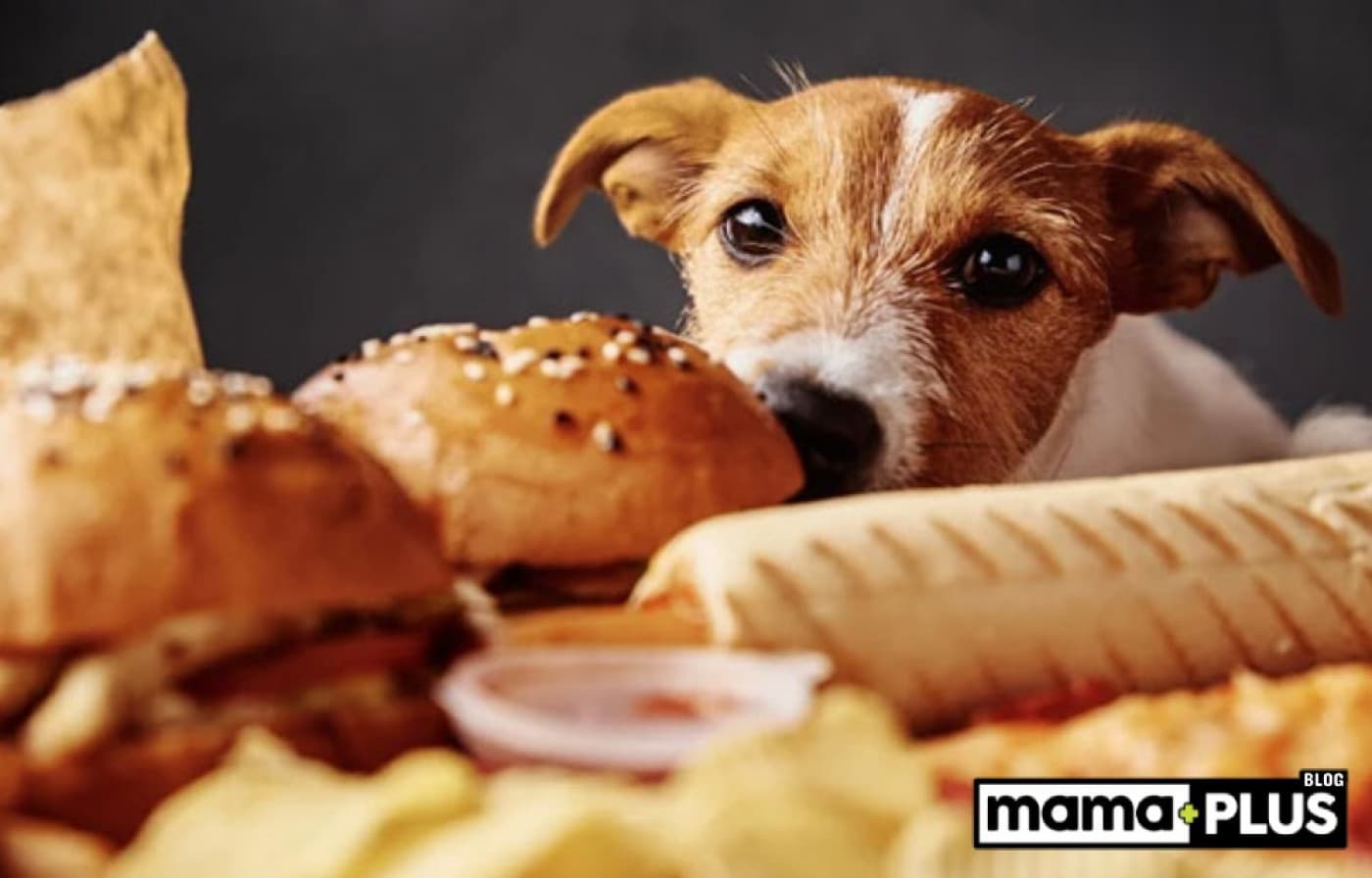 Evde Köpeğinize Zarar Verebilecek Şeyler! - Evimiz, bizim için güvenli ve huzurlu bir ortam olabilir. Ancak aynı şeyi evcil dostlarımız için her zaman söyleyemeyiz. Özellikle köpekler, meraklı yapıları nedeniyle bazı tehlikelerle karşı karşıya kalabilir. Bu yazıda, evde köpeğinizin sağlığını tehdit edebilecek yaygın tehlikeleri ve dikkat etmeniz gereken noktaları sıralıyoruz. Çikolata ve Diğer Zararlı Gıdalar Köpekler için çikolata oldukça toksiktir. İçerdiği