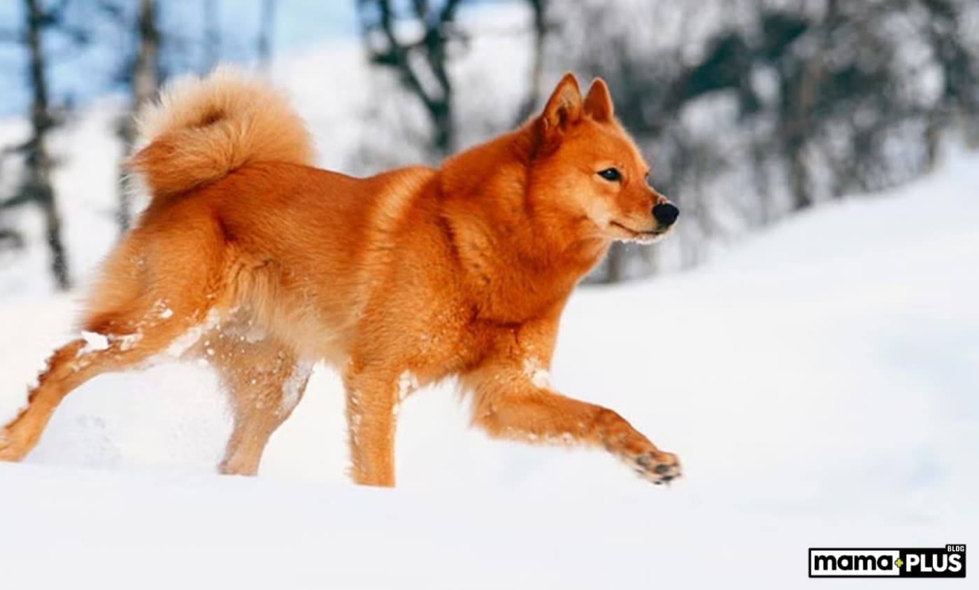 Finnish Spitz Köpek Irkı Özellikleri, Bakımı, Beslenmesi ve Eğitimi - Finnish Spitz, çarpıcı alev rengi, tilki benzeri görünümüyle bilinen küçük boyutlu bir avcı ırkıdır. Bu nadir köpek, yüzyıllardır Finlandiya’da sevilen bir arkadaş ve avcı olmuştur ve Finlandiya’nın ulusal köpeği unvanına sahiptir. Uyanık ve enerjik mizaçları onları aktif aileler veya bireyler için mükemmel bir seçim haline getirir. Başlangıçta Shiba Inu ile karıştırılsalar da Fin Spitz köpeği