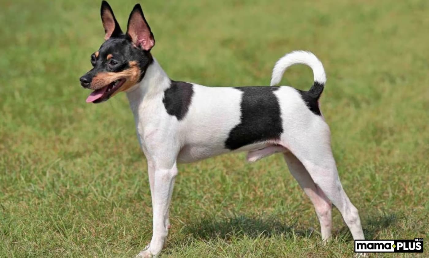 Fox Terrier Köpek Irkı Özellikleri, Bakımı, Beslenmesi ve Eğitimi - Fox Terrier, küçük ama inanılmaz derecede enerjik, akıllı ve cesur bir köpek ırkıdır. Sadık, hareketli ve oyunbaz yapısıyla mükemmel bir aile köpeği olmasının yanı sıra, güçlü avcı içgüdüleri sayesinde tarih boyunca tilki avlarında kullanılmıştır. Eğer bir Fox Terrier sahiplenmeyi düşünüyorsanız veya bu harika ırk hakkında daha fazla bilgi edinmek istiyorsanız, işte ihtiyacınız olan her