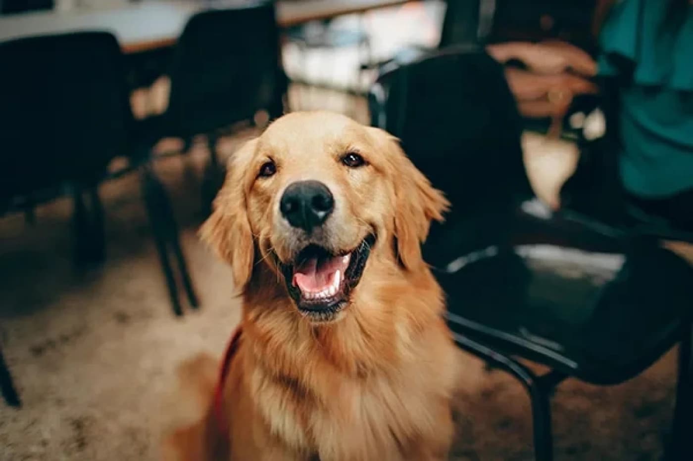 Golden Cinsi Köpek Özellikleri, Bakımı, Beslenmesi ve Eğitimi - Golden Cinsi Köpek Bakımı ve Özellikleri Golden Retriever, adından da anlaşılacağı gibi, altın rengi tüyleriyle tanınan, sevecen ve dost canlısı bir köpek ırkıdır. Bu irk, genellikle aileler arasında popülerdir ve hem çocuklarla hem de diğer evcil hayvanlarla iyi geçinme eğilimindedir. İşte Golden Retriever’ın özellikleri hakkında daha fazla bilgi: Dost Canlısı ve Uyumlu: Golden Retrieverlar, sevecen