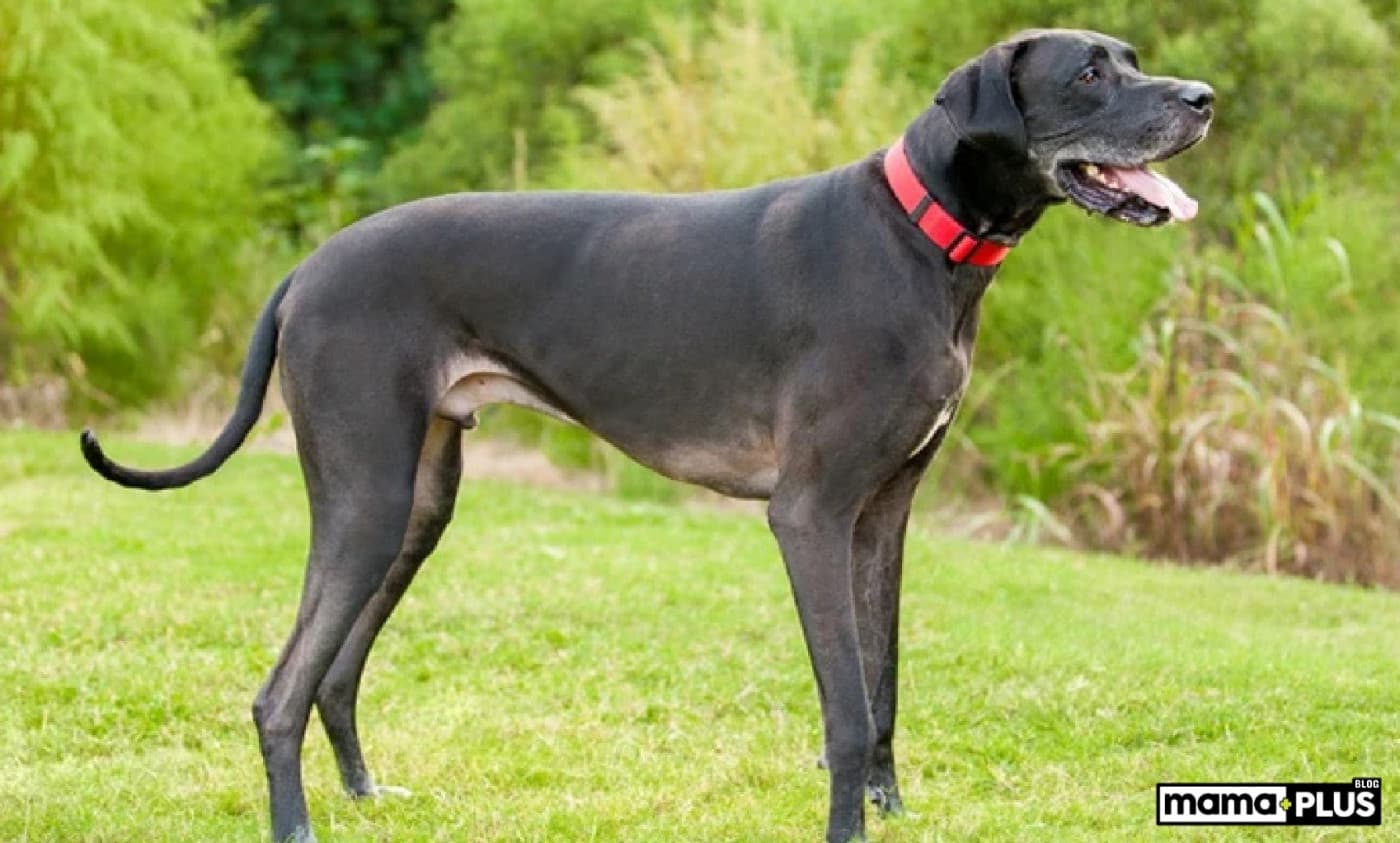 Great Dane (Alman Mastiffi) Köpek Irkı Özellikleri, Bakımı, Beslenmesi ve Eğitimi - Great Dane, Almanya’da ortaya çıkan ekstra büyük bir iş köpeği ırkıdır. Etkileyici boyutları ve arkadaş canlısı tavırlarıyla bilinen bu köpekler genellikle “nazik dev” olarak anılır. En uzun köpek ırklarından biri olan Great Dane’ler, güçlü, kaslı yapıları ve zarif, orantılı vücutlarıyla etkileyici bir duruşa sahiptir. Heybetli boylarına rağmen nazik ve sevecen doğalarıyla bilinirler ve bu da
