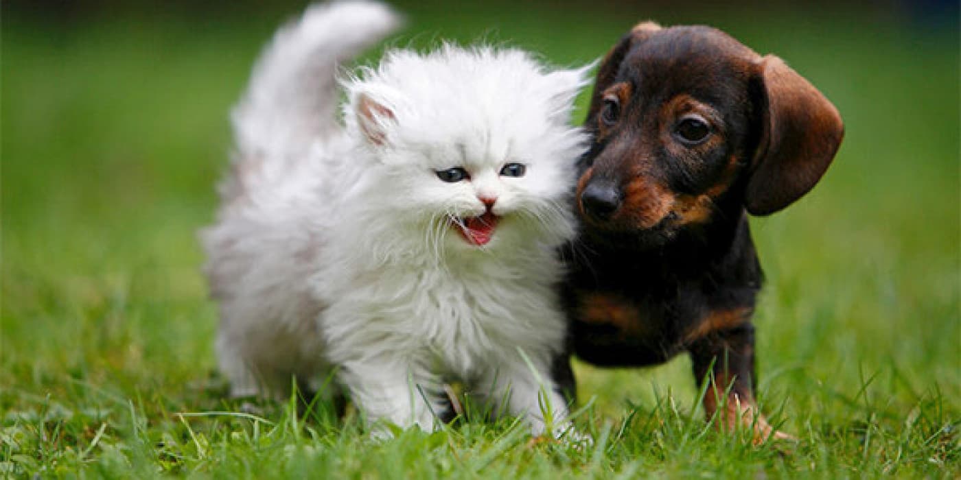 Hayvan Hakları Evrensel Beyannamesi - Tüm canlıların ortak bir kökene sahip olduğunu ve türlerin evrimi sürecinde çeşitlendiğini düşünürsek; tüm canlılar doğal haklara sahiptir. Sinir sistemi olan herhangi bir hayvanın da belirli hakları vardır. Bu doğal haklara saygısızlık ve hatta basit cehaletin doğaya ciddi zararlar verdiğini ve insanı hayvanlara karşı suç işlemeye sevk ettiğini her gün yaşananlardan biliyoruz. Türlerin bir arada