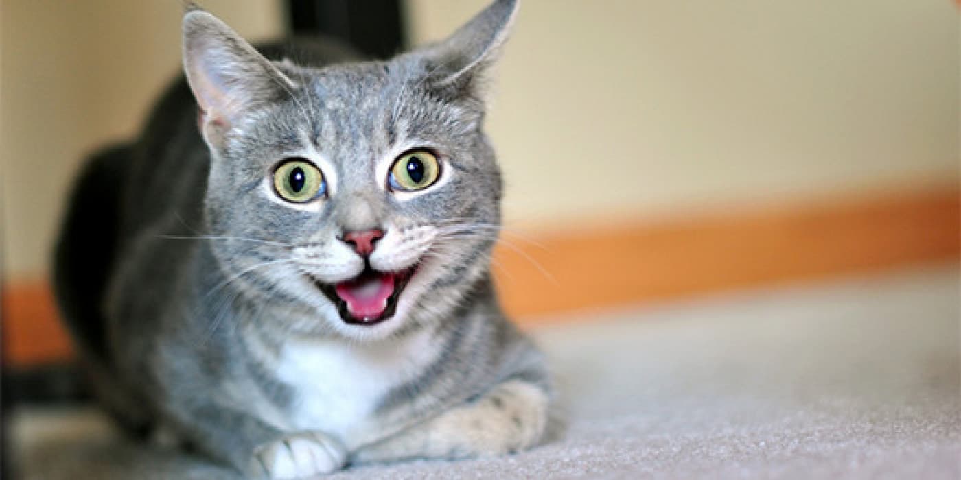 HİPERAKTİF BİR YAVRU KEDİ NASIL SAKİNLEŞTİRİLİR? - Yavru kediler sevimli oldukları kadar meraklıdır da. Sık sık unuttuğumuz şey, yavrularında içindeki enerji bolluğu ile dolu olmasıdır. Derin nefes alın ve soğukkanlılığınızı kaybetmeyin…Kedinizi sakinleştirmenize ve bu süreçte doğru kedi görgü kurallarıyla eğitmenize yardımcı olmanın birçok yolunu yazımızda bulabilirsiniz. Uygun Oyun Oyun, bu sınırsız yavru kedi enerjisinin bir kısmını tüketmeye yardımcı olmak için harika bir