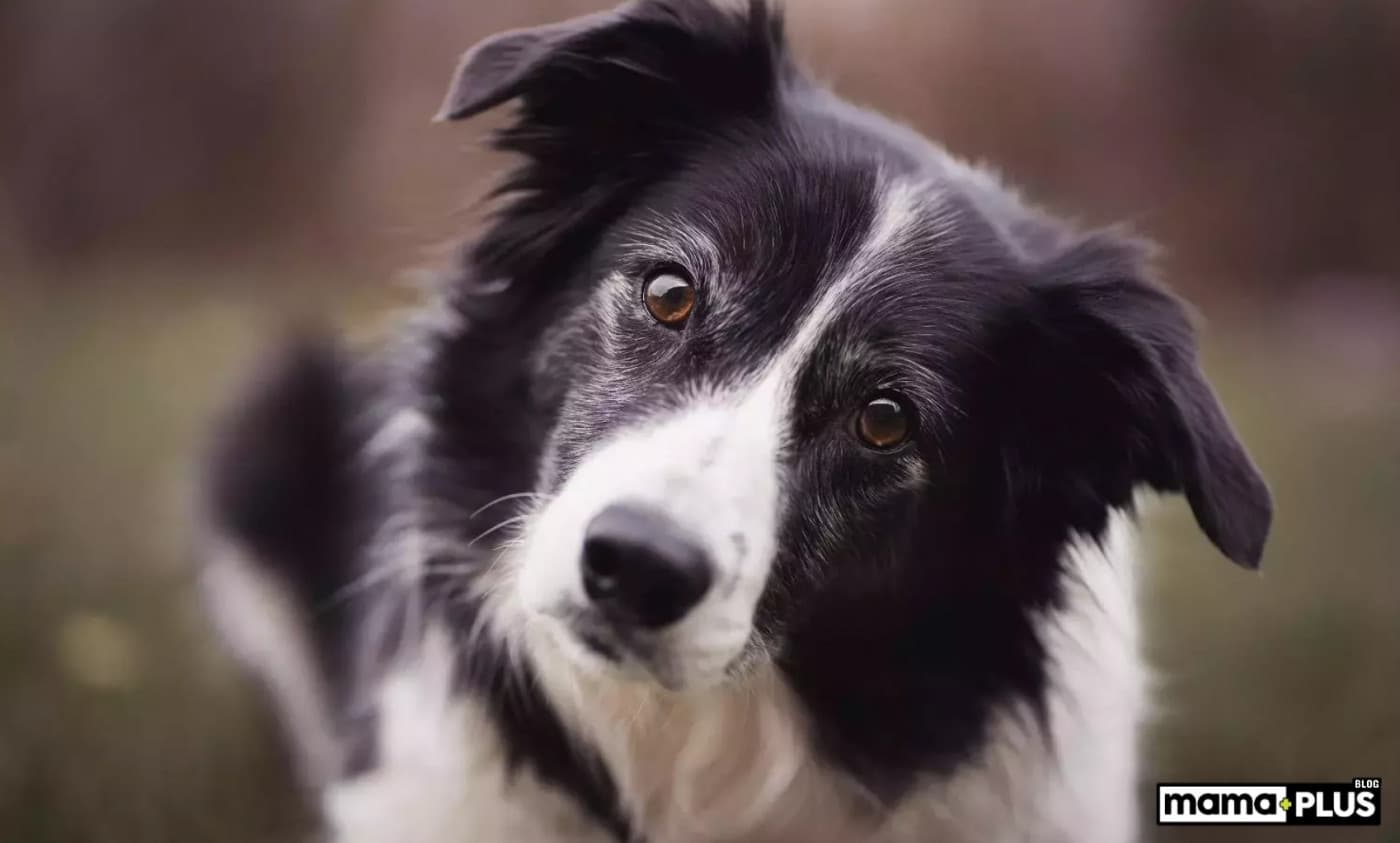 İngiliz Çoban Köpek Irkı Özellikleri, Bakımı, Beslenmesi ve Eğitimi - İngiliz Çoban Köpeği, zarif duruşu, etkileyici zekâsı ve uyumlu doğasıyla dünyanın en sevilen köpek ırklarından biridir. Bu köpekler, hem çalışma köpeği olarak hem de aile dostu olarak farklı alanlarda kendini kanıtlamıştır. Eğer bir İngiliz Çoban Köpeği sahiplenmeyi düşünüyorsanız, bu detaylı rehber size rehberlik edebilir. İngiliz Çoban Köpek Irkı Tarihçesi İngiliz Çoban Köpeği, kökenleri 19. yüzyıl