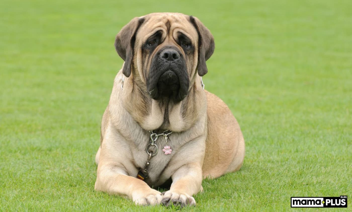 İngiliz Mastiffi Köpek Irkı Özellikleri, Bakımı ve Beslenmesi - Tibet Mastifi dışında belki de en çok bilinen Mastif ırkı olan İngiliz Mastifi, devasa boyutları, kaslı yapıları ve nazik mizaçlarıyla bilinen en büyük köpek ırklarından biridir. Kökeni Yunanistan’daki antik Molossian savaş köpeklerine dayanan bu köpeklerin kesin soyu tartışmalıdır, ancak bu köpeklerin ırkın gelişiminde önemli bir rol oynadığına inanılmaktadır. Tarihsel olarak, bu cins, Roma İmparatorluğu tarafından