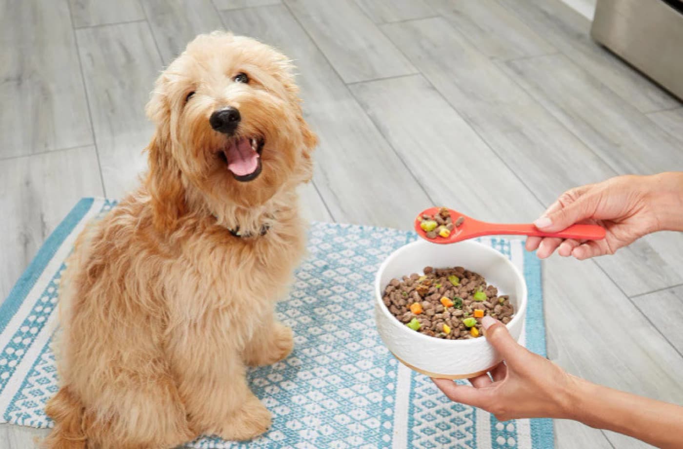 İnsanların Köpek Maması Seçerken Yaptığı 9 Yaygın Hata - İnsanların Köpek Maması Seçerken Yaptığı 9 Yaygın Hata Köpeğiniz için en iyi mamanın hangisi olduğunu bulmak zor olabilir. Piyasadaki tüm farklı markalar ve köpek maması çeşitleriyle, evcil hayvanınız için hangisinin doğru olduğunu bilmek zordur. Eğer köpek mamasında nelere dikkat etmeniz gerektiğinden emin değilseniz tüylü dostunuz için ciddi sonuçlar doğurabilecek bir hata yapabilirsiniz. Köpek maması seçerken