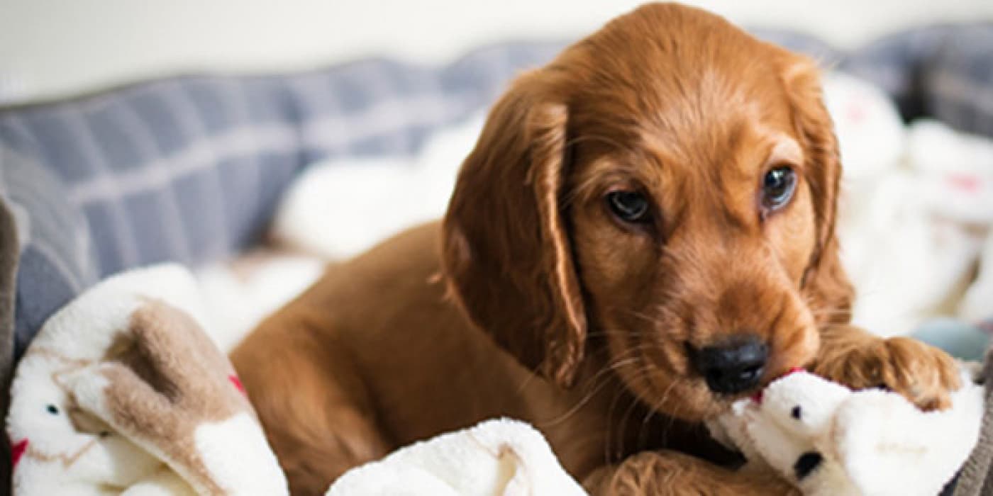 Köpeklerde ishal - İshal, yavru köpekler için yaygın bir sorundur, bu nedenle köpek ishal tedavilerine aşina olmak evcil hayvan sahipleri için önemlidir. İshal, yavru köpekler için yaygın bir sorundur, bu nedenle köpek ishal tedavilerine aşina olmak evcil hayvan sahipleri için önemlidir. Hafif vakalar evde tedavi edilebilir, ancak daha şiddetli ishal vakaları yavru köpekler için ölümcül olabilir. İshal bir