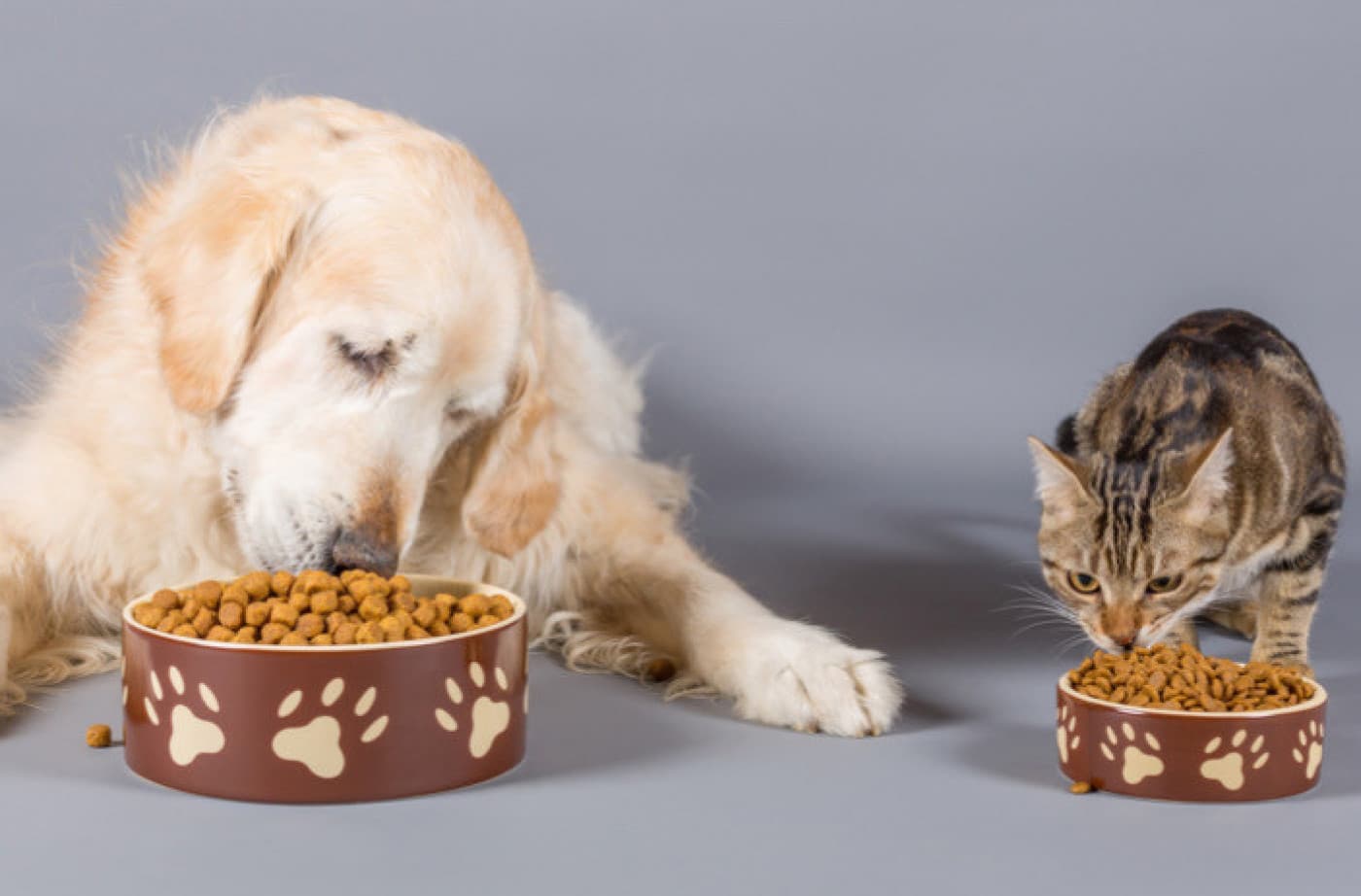 İşte Can Dostunuza Sunabileceğiniz Faydalı İkramlar - İşte Can Dostunuza Sunabileceğiniz Faydalı İkramlar Can dostlarınıza sunabileceğiniz faydalı ikramlar, onların sağlığını destekleyen ve keyiflerini artıran seçenekler olabilir. MamaPlus ile sağlıklı bir şekilde gelişen ve büyüyen dostlarımıza, bu sağlıklı ikramlardan sunabilirsiniz! Fıstık Ezmesi Sadece iyi bir protein kaynağı değil, aynı zamanda kalp sağlığına faydalı yağlar, B vitamini ve E vitamini içerir. Tabii yapay tatlandırıcılar