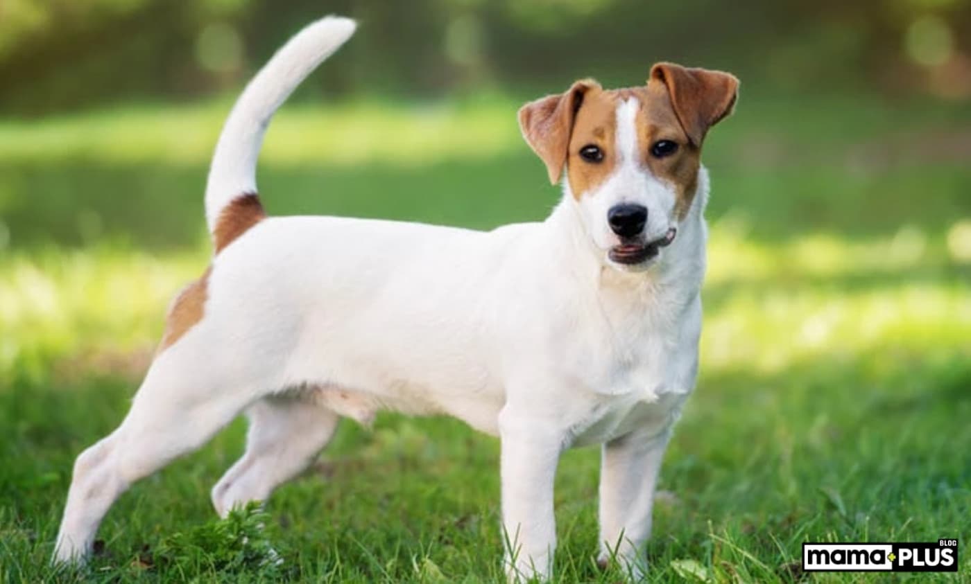 Jack Russell Terrier Köpek Irkı Özellikleri, Bakımı, Beslenmesi ve Eğitimi - Jack Russell Terrier, zeki, enerjik ve cesur yapısıyla tanınan küçük bir köpek ırkıdır. Hem evde bir dost hem de aktif bir yaşam tarzına uyum sağlayan bir arkadaş arayanlar için mükemmel bir tercih olabilir. Bu yazıda, Jack Russell Terrier köpeklerinin tarihçesinden fiziksel özelliklerine, karakter yapısından bakımına kadar her yönüyle tanıyabilirsiniz. Jack Russell Terrier Köpek Irkı