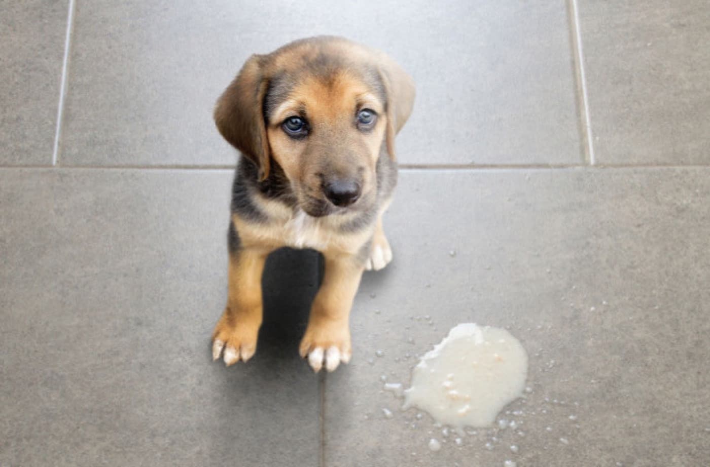 Karaciğer Sağlığı Köpeğinizin Sindirimi İçin Neden Bu Kadar Önemli? - Karaciğer Sağlığı Köpeğinizin Sindirimi İçin Neden Bu Kadar Önemli? Köpekler de sindirim sorunları yaşarlar. Belki bir mide rahatsızlığı geçirmişlerdir ya da yememeleri gereken bir şey yemişlerdir ancak, bazı köpekler için kusma ve ishal, her gün tekrar eden bir rutin haline gelmiştir. Köpekler, sindirim problemleri geliştirdiğinde evcil hayvan ebeveynleri cevaplar için genellikle gastrointestinal sisteme bakarlar. Ancak,
