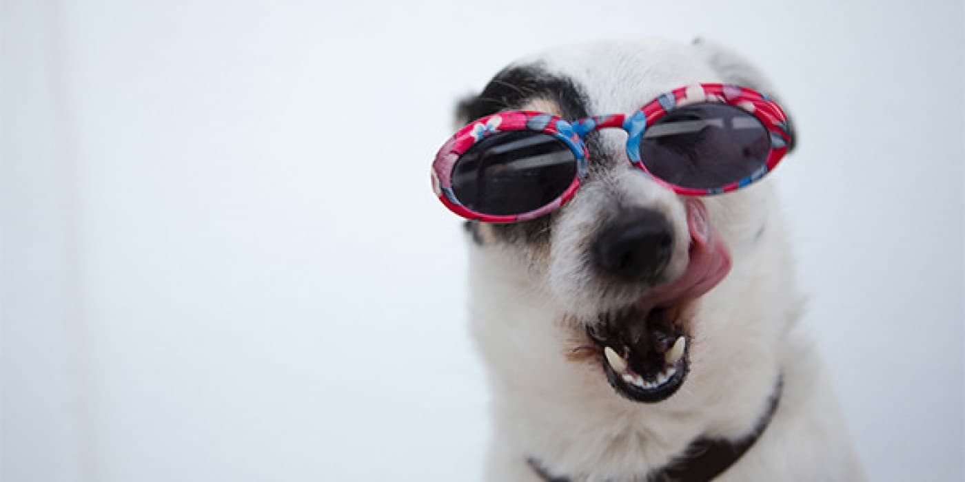 Kedi Mamalarında Vitaminler - Yaşamı sürdürmek için gerekli tüm besinleri içerdiğinden emin olmak için mama taneleri ve ıslak kedi mamalarında vitamin takviyesi kullanılır. Vitamin takviyesi olmadan bir mama, bir kedinizin besin gereksinimlerini karşılamayabilir. Evcil Hayvan Mamalarındaki Vitaminler Neden Önemlidir? Vitaminler vücutta çok sayıda farklı rol oynayan temel besinlerdir. Enerji metabolizmasına yardımcı olmaktan hastalıklarla savaşmaya ve kırmızı kan hücrelerinin üretimini