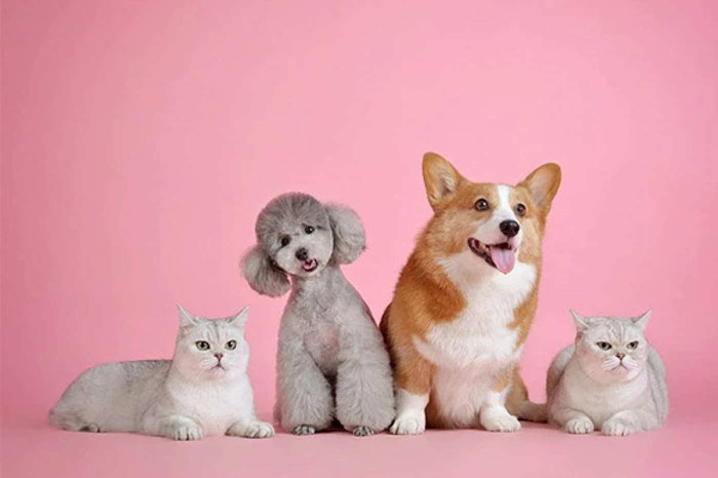 Kedi ve Köpek Diyetlerinde Rendering Ürünlerin Kullanılması - Kedi ve köpeklerin sindirim kanallarının insan ve özellikle at, koyun gibi hayvanlara oranla daha kısa olması bu hayvanların diyetlerinde bitkisel yemlerin daha az miktarlarda kullanılmasını gerektirir. Sözü edilen hayvanların gerek esansiyel amino asit gereksinimlerinin karşılanması gerekse vitamin ve mineral desteği sağlanması amacı ile diyetlere hayvansal kökenli yemler katılması zorunlu olmaktadır. Protein unları hayvansal yan ürünlerden