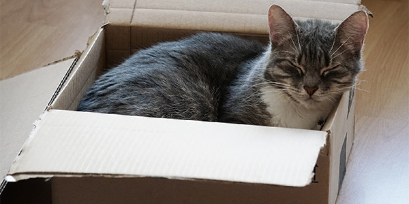 Kediler Kutuları Neden Sever? - Kedilerin kutuları sevdiği bir sır değil. Pahalı kedi yatağı yerine bir kutuda uyuyan bir kediye mutlaka şahit olmuşuzdur. Peki kediler kutuları neden bu kadar çok seviyor hiç merak ettiniz mi? Sebepleri çok farklı olabilir ancak temelinde kedinizin dinlenmek için güvenli ve rahat bir yer araması yatmaktadır. Kediler Kutuları Nasıl Görür? Kediler doğal olarak meraklıdır. Çevrelerinde