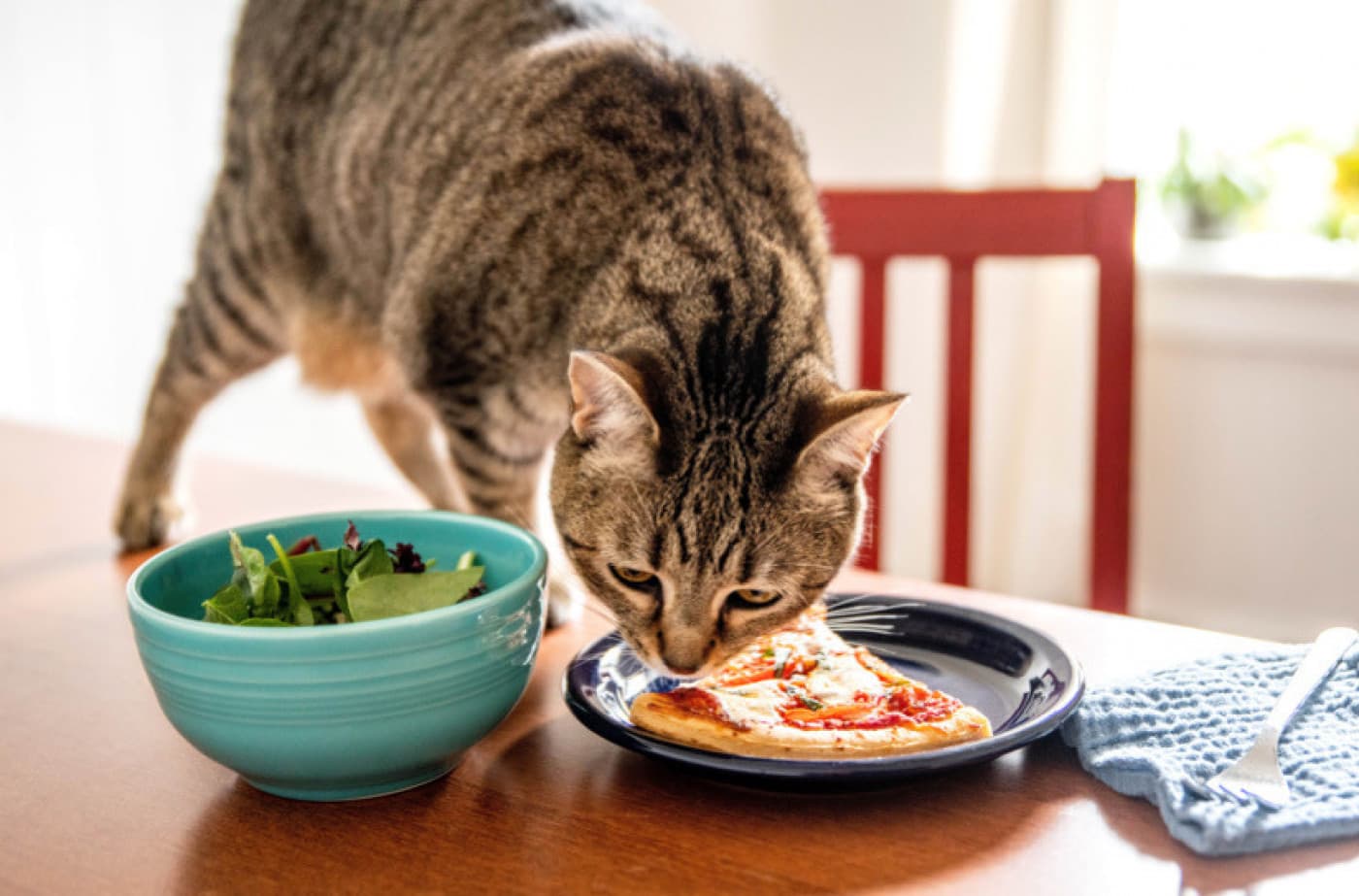 Kediler Ne Yer? - Kediler Ne Yemeyi Severler Kediler, etobur hayvanlar olarak bilinirler. Doğal olarak et temelli bir diyete ihtiyaç duyarlar. Vahşi yaşamda kediler, avlanarak protein ve besinleri sağlarlar. Evde beslenen kediler için dengeli ve besleyici bir kedi maması tüketmek önemlidir. İşte kedilerin yedikleri bazı temel yiyecekler: Kedi maması: Kedilerin sağlıklı ve dengeli bir beslenme düzenine sahip olması için kaliteli kedi mamaları