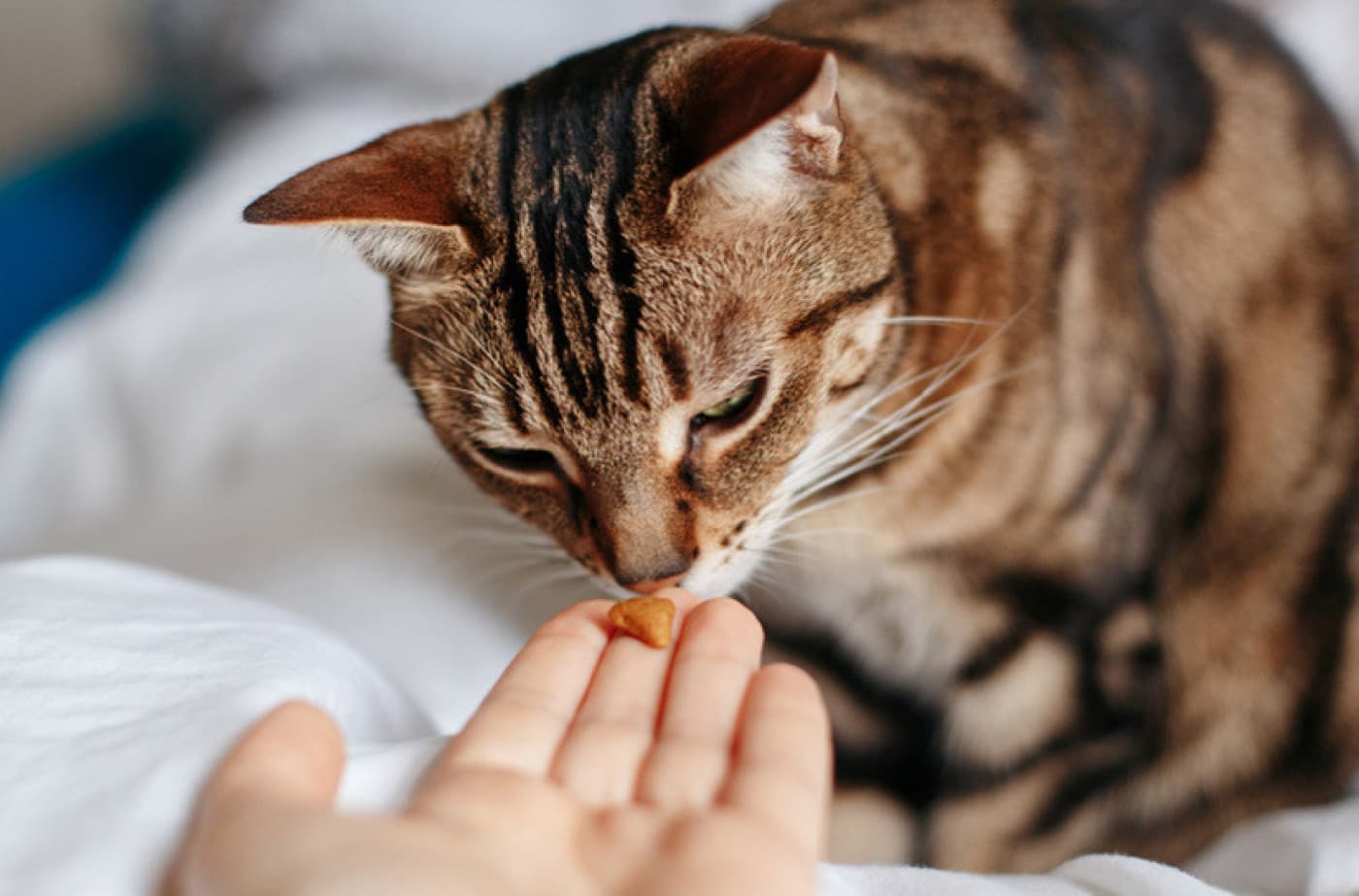 Kediler Probiyotik Almalı mı? - Kediler Probiyotik Almalı Mı? Probiyotikler, insanlar arasında sağlıklı sindirimi artırma yetenekleri nedeniyle uzun zamandır övülmektedir. Sağlığa faydalarını kendileri de deneyimledikten sonra, evcil hayvan ebeveynleri probiyotiklerin kedi dostlarının da sindirim rahatsızlıklarını hafifletip hafifletemeyeceğini merak etmeye başladılar. Kediler, kusma ve kabızlığa yabancı değildir ve evcil hayvan ebeveynlerinin yardım etmek istemesi çok doğaldır. İyi haber şu ki kediler,