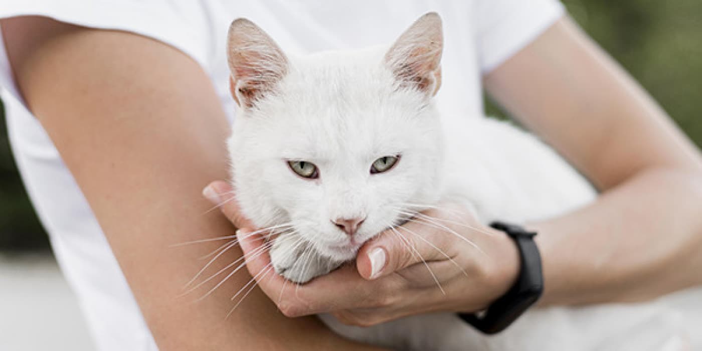 Kediler Süt İçebilir mi? - Süt içen kediler tipik olarak hikaye kitaplarının ve filmlerin malzemesidir. Bir çocuk bir kediyi kurtarır ve yaptıkları ilk şey onu sığ bir kremsi süt tabağıyla beslemektir. Bunun gibi olaylar sevimli olsa da kedilerin gerçekten süt içip içemeyeceğini, onlar için sağlıklı olup olmadığını merak edebilirsiniz. Cevap evet, içebilirler ama bu onlar yapmaları gerektiği anlamına da gelmez. Kedilerin